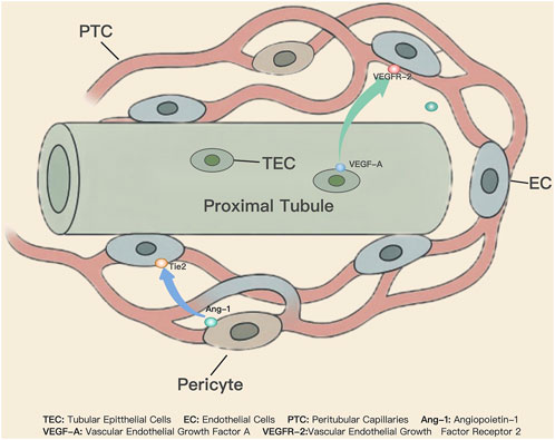 Diagram illustrating the proximal tubule in a renal system, showing interactions between tubular epithelial cells (TEC), endothelial cells (EC), and pericytes. It includes peritubular capillaries (PTC) and labels VEGF-A and VEGFR-2 indicating their interactions. Ang-1 and Tie2 are shown in relationship with a pericyte.