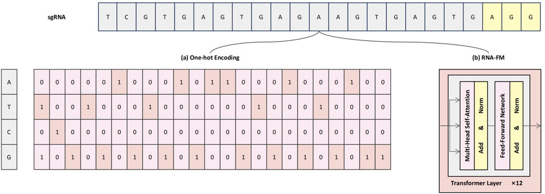 Diagram illustrating sgRNA processing using two methods. The sgRNA sequence TC GTG AGTG AGG is transformed through (a) one-hot encoding, displaying nucleotide-based binary matrices for A, T, C, G, and (b) RNA-FM employing a multi-head self-attention transformer model. The model consists of twelve layers, each comprising add & norm functions and feed-forward networks.