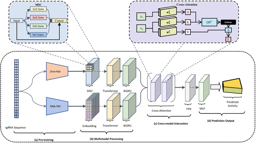 Diagram of a multimodal deep learning framework for sgRNA sequence processing. It includes pre-training with one-hot encoding and RNA-FM, multimodal processing using MSC, Transformer, and BiGRU, followed by cross-modal interaction through cross-attention. The prediction output is generated using feedforward network (FFN) and multilayer perceptron (MLP), resulting in predicted activity. Insets detail MSC's convolutional layers and cross-attention mechanism.