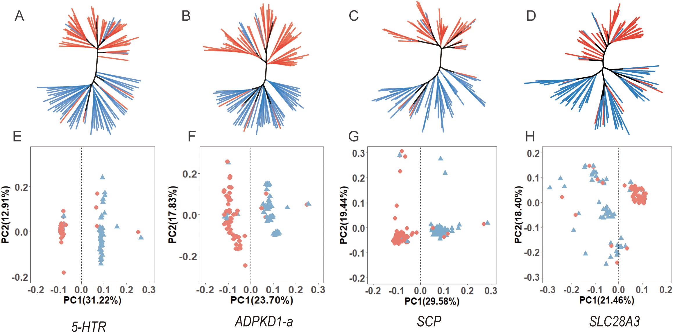 Four phylogenetic trees labeled A to D, each with red and blue branches, are shown above four scatter plots labeled E to H. Scatter plots display data points with red circles and blue triangles, representing two principal components and their percentages. Plots are labeled with gene names: 5-HTR, ADPKD1-a, SCP, and SLC28A3.