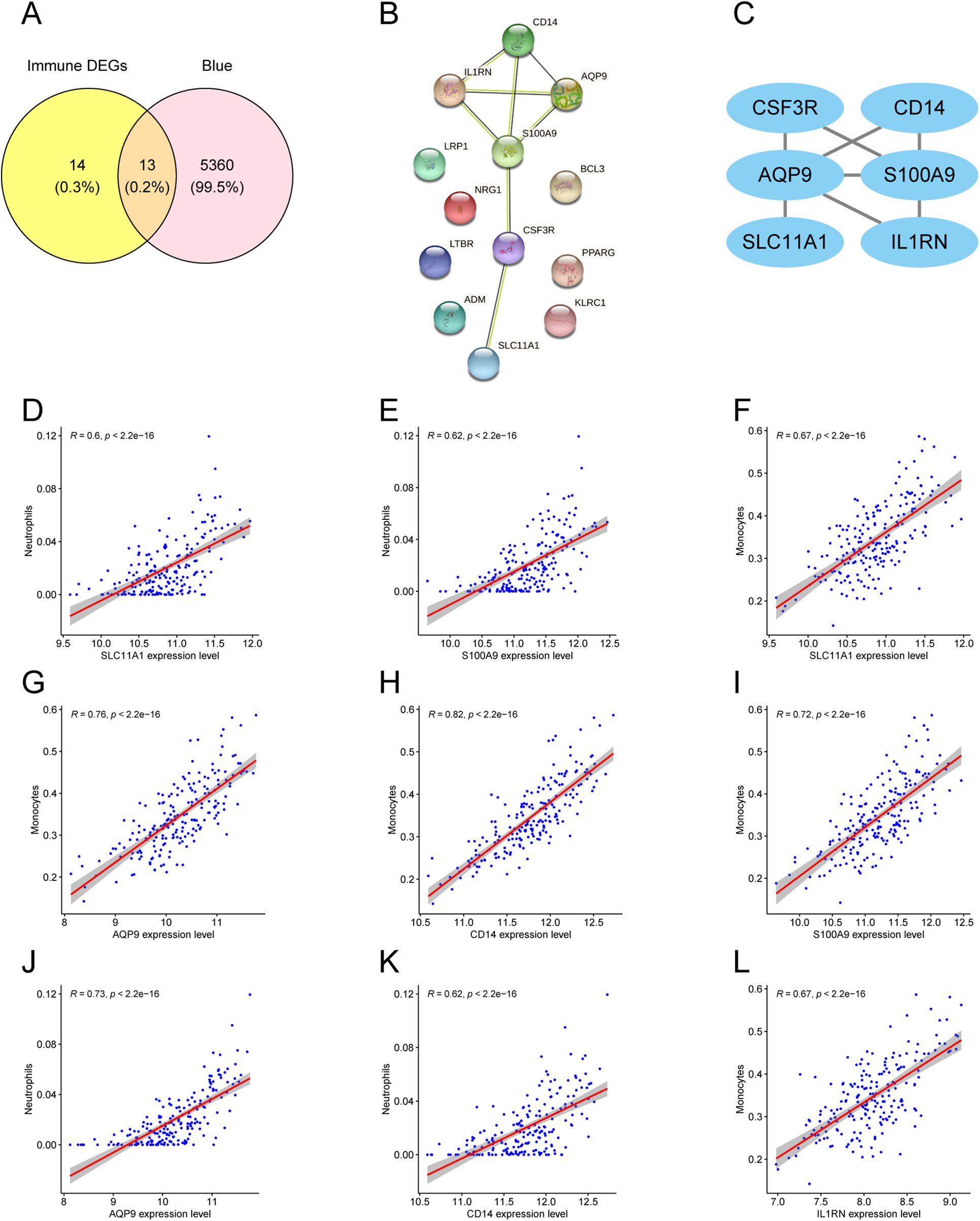 Diagram illustrating multiple analyses. Panel A shows a Venn diagram comparing immune DEGs and Blue, with 14, 13, and 5360 overlaps. Panel B is a network diagram depicting gene interactions among various proteins. Panel C is a simplified network with gene names in blue ovals. Panels D to L present scatter plots showing correlations between gene expression levels and cell types like neutrophils and monocytes. Each plot includes a regression line and correlation coefficient (R) with significance (p-value).