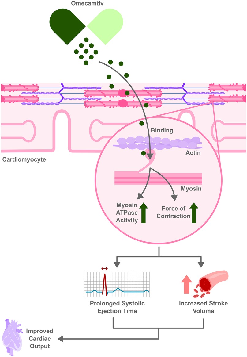 Diagram illustrating the mechanism of Omecamtiv in cardiomyocytes. Omecamtiv binds to actin, enhancing myosin ATPase activity and contraction force. This results in prolonged systolic ejection time and increased stroke volume, leading to improved cardiac output.