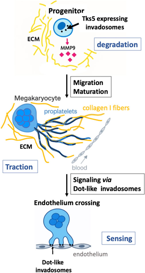 Diagram illustrating the process of MK maturation and endothelial crossing. At the top, progenitor cells with Tks5-expressing invadosomes release MMP9 for degradation of the extracellular matrix (ECM). The process progresses through migration and maturation into megakaryocytes, which extend proplatelets along collagen I fibers for traction. Finally, these cells cross the endothelium via dot-like invadosomes, with a focus on sensing and signaling.