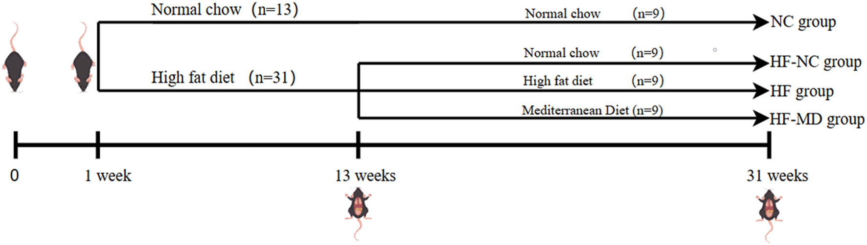 Diagram showing a study design with mice over 31 weeks. Initially, 13 mice receive normal chow and 31 a high-fat diet. At 13 weeks, high-fat diet mice are split into three groups: 9 continue on high-fat, 9 switch to normal chow, and 9 switch to a Mediterranean diet. Normal chow group (9 mice) maintains the same diet. Arrows indicate diet transitions.