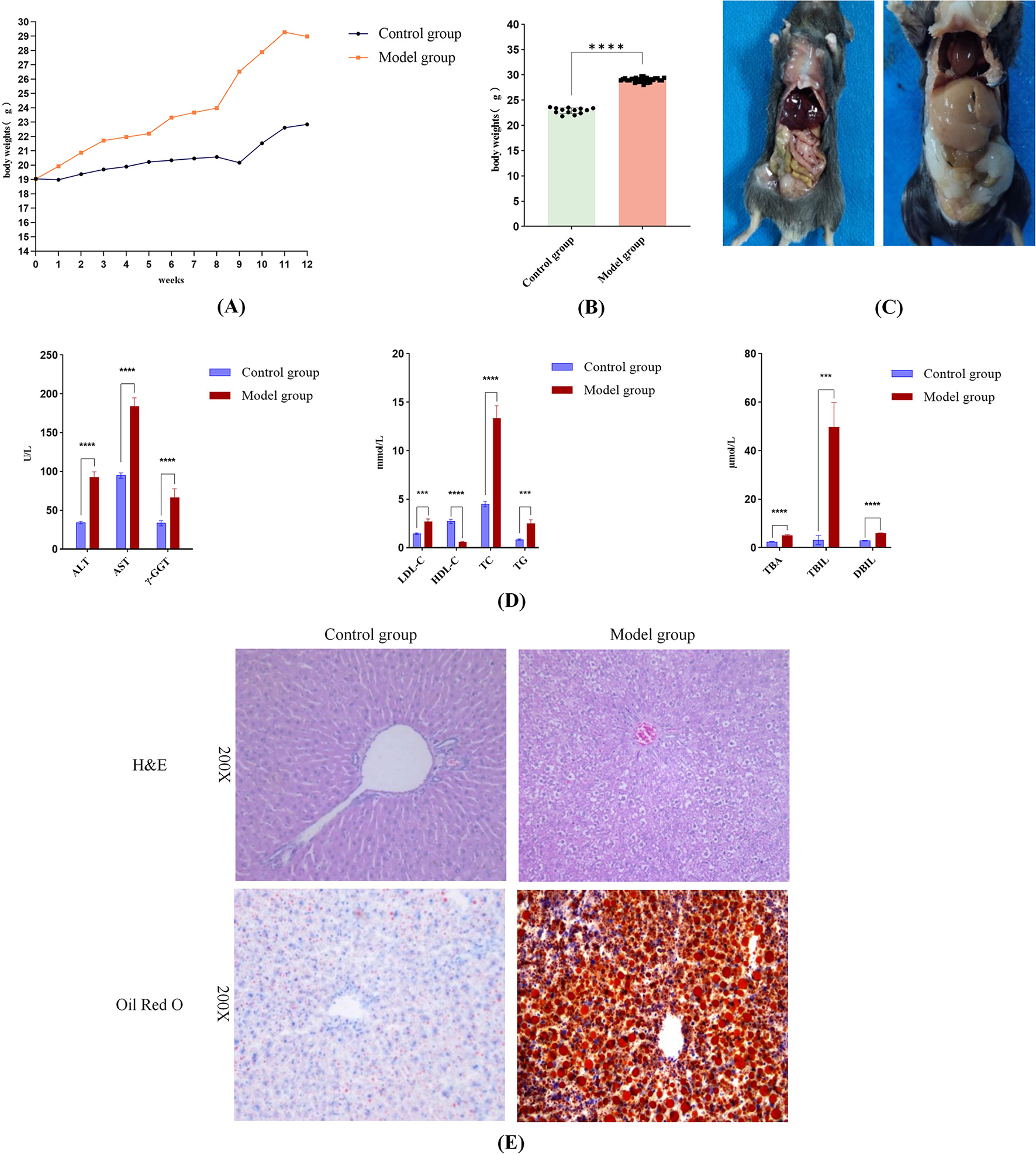 (A) Line graph comparing body weight over 12 weeks between control and model groups, showing an increase in the model group. (B) Bar graph illustrating higher body weight in the model group with statistical significance. (C) Photographs of mice showing internal differences between groups. (D) Bar graphs of liver enzyme levels and lipid profiles, indicating significant differences between groups. (E) Histological images of liver tissue with H&E and Oil Red O staining, showing structural and lipid content differences between control and model groups.