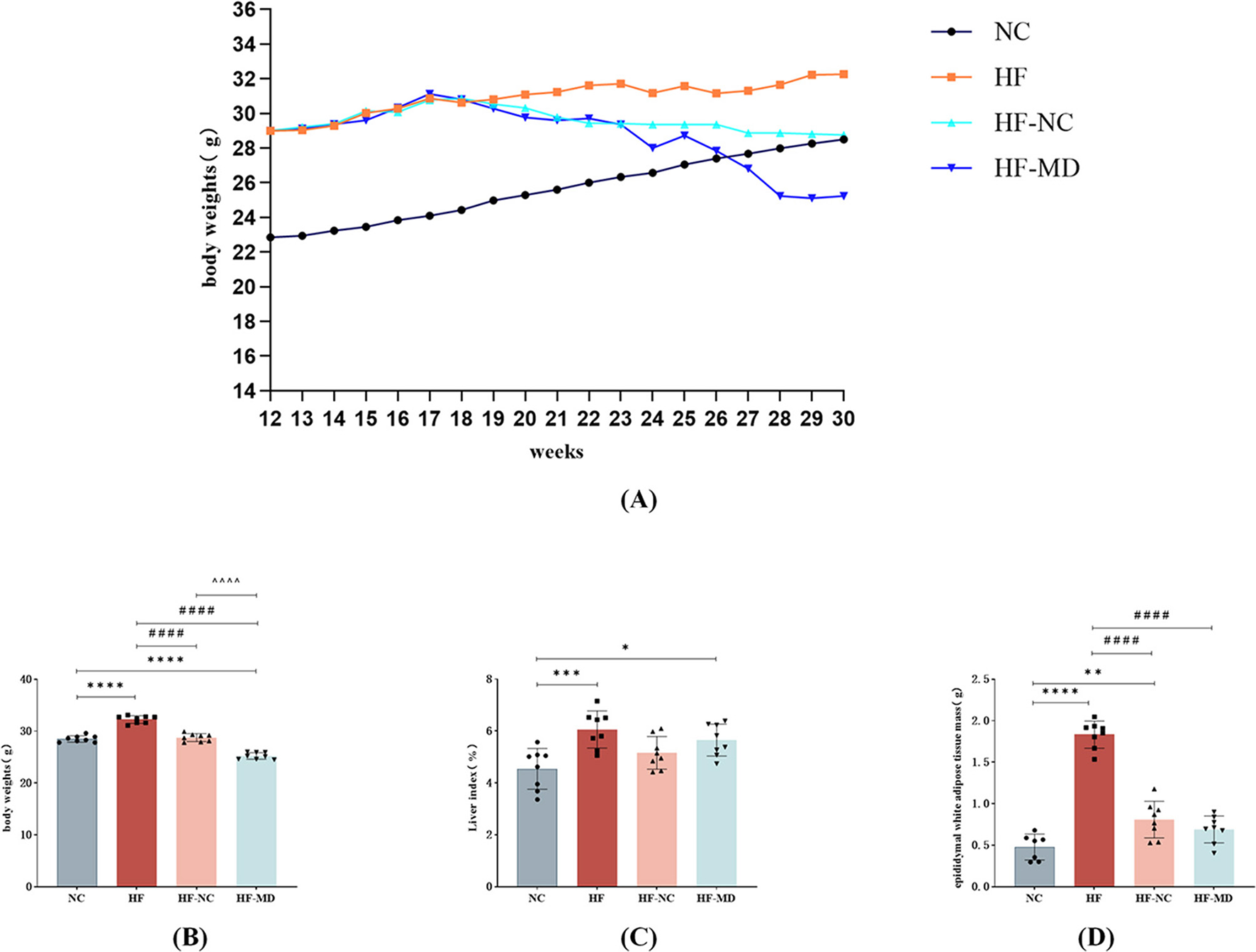 (A) Line graph showing body weights over weeks 12 to 30 for four groups: NC, HF, HF-NC, and HF-MD. HF has the highest weight; HF-MD decreases after 24 weeks. (B) Bar graph comparing body weights among groups; HF is highest. (C) Bar graph showing liver index percentages; HF is highest. (D) Bar graph of epididymal white adipose tissue mass; HF is significantly higher. Statistically significant differences are marked with symbols.