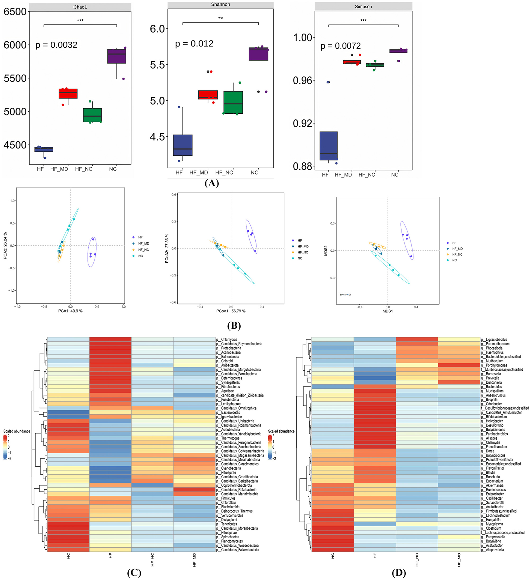 Panel (A) displays box plots for Chao1, Shannon, and Simpson diversity indices across four groups (HF, HF < uscore>MD, HF < uscore>NC, NC), showing significant p-values. Panel (B) features three PCoA plots representing microbial community differences among the groups. Panels (C) and (D) are heatmaps illustrating scaled abundances of various microbial taxa across the groups, with different colors indicating levels of abundance.