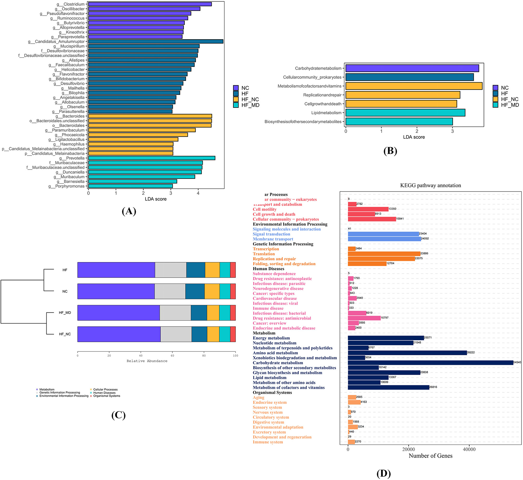 Four-panel infographic comparing bacterial and metabolic data across different groups. Panel A shows a bar chart of LDA scores for genera across four groups, highlighting significant taxa. Panel B presents a bar chart for KEGG pathways, displaying LDA scores related to metabolism. Panel C features a stacked bar chart indicating relative abundance across groups with hierarchical clustering. Panel D displays KEGG pathway annotation, depicting the number of genes involved in various biological processes. Color coding is used throughout to differentiate groups and processes.