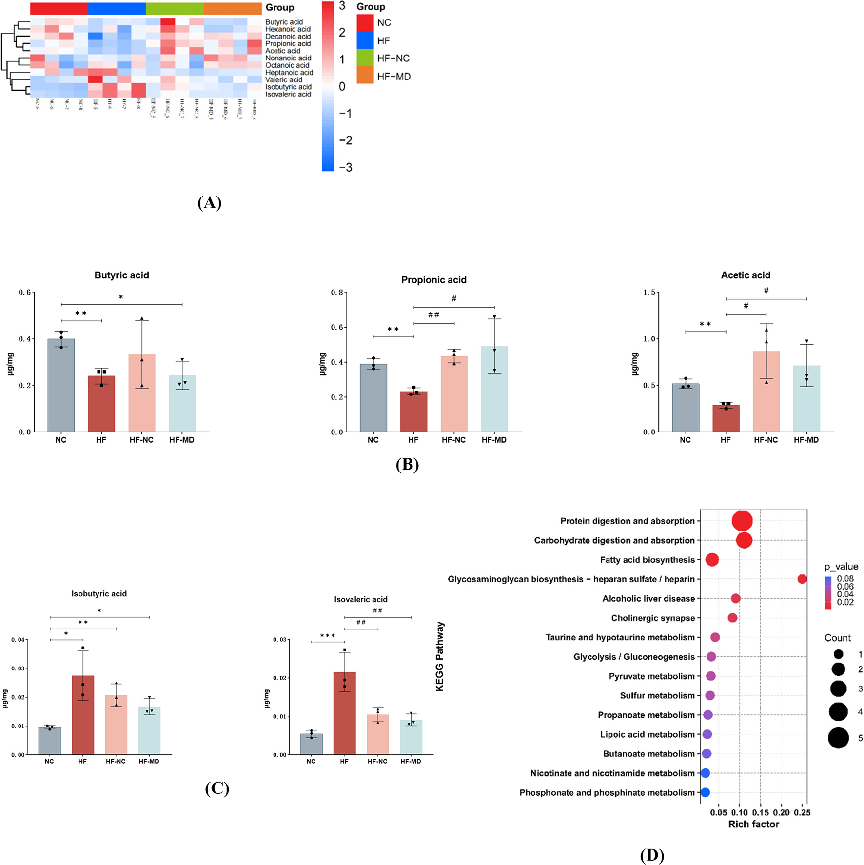 (A) Heatmap showing fatty acids concentration levels across different groups (NC, HF, HF-NC, HF-MD), with colors ranging from blue to red indicating low to high values. (B) Bar charts display concentrations of butyric, propionic, and acetic acids with statistical significance indicated by asterisks and hashtags. (C) Bar charts for isobutyric and isovaleric acids with similar statistical indicators. (D) Bubble plot illustrating KEGG pathway enrichment analysis with bubbles sized by count and colored by p-value, showing pathways like protein digestion and absorption.