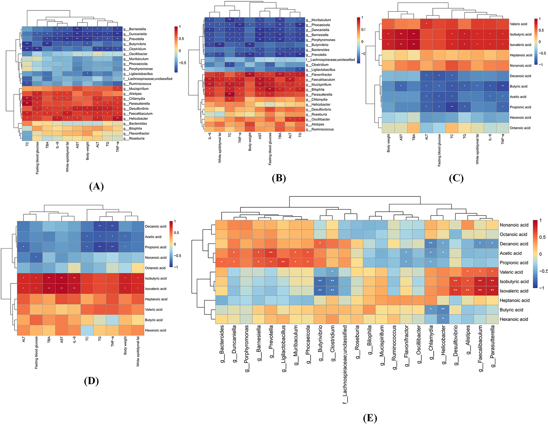 Five clustered heatmaps labeled A to E display the correlation between various metabolites and bacterial genera. Color gradients represent correlation values, ranging from blue for negative to red for positive. The heatmaps reveal distinct patterns of association between different bacterial genera and metabolites, highlighting variations across the datasets. Each heatmap includes hierarchical clustering to show related groupings within the data, with axes labeled according to the specific variables being analyzed.