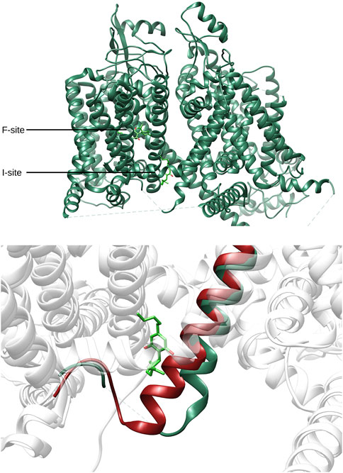 Molecular structure diagram of a protein, showing complex helical arrangements. The top section highlights F-site and I-site locations with labels. The bottom section zooms into a portion of the molecule, displaying highlighted green and red helices and structures on a white background.