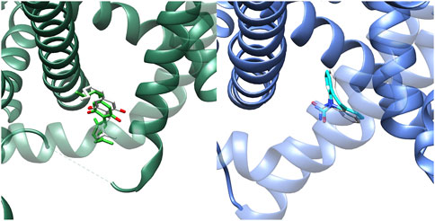 Two molecular models show helical structures representing proteins. The left model is in shades of green, with a molecule bound within the helix. The right model is in blue with a similar bound molecule. These structures likely illustrate a comparison of ligand interaction with protein helices.