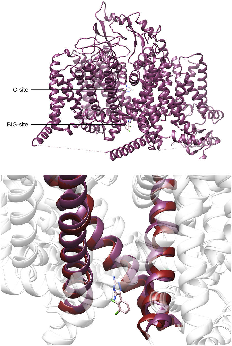Molecular illustration showing a complex protein structure with helical elements. The top section highlights the labeled C-site and BIG-site, indicating specific binding areas. The close-up view below focuses on the helical interactions, with some sections highlighted in red.