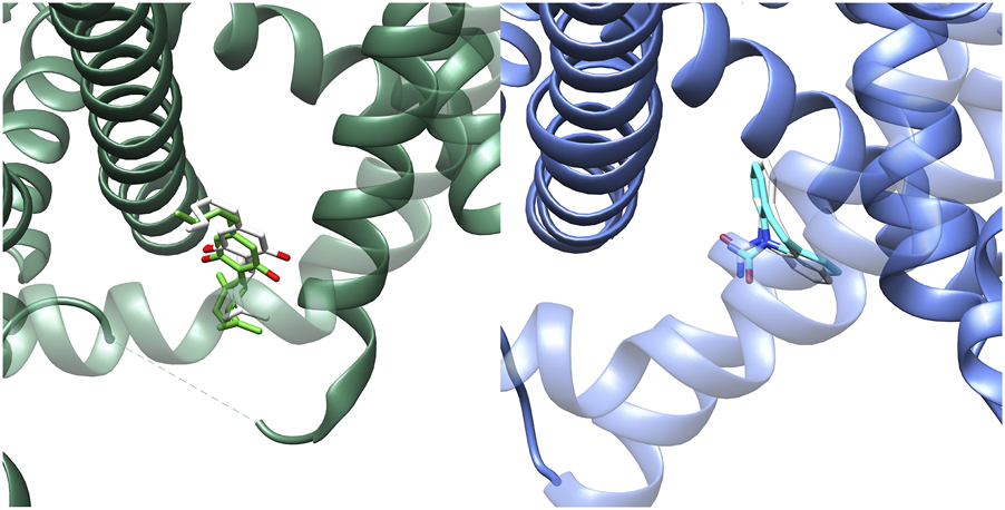 Two molecular models show helical structures representing proteins. The left model is in shades of green, with a molecule bound within the helix. The right model is in blue with a similar bound molecule. These structures likely illustrate a comparison of ligand interaction with protein helices.