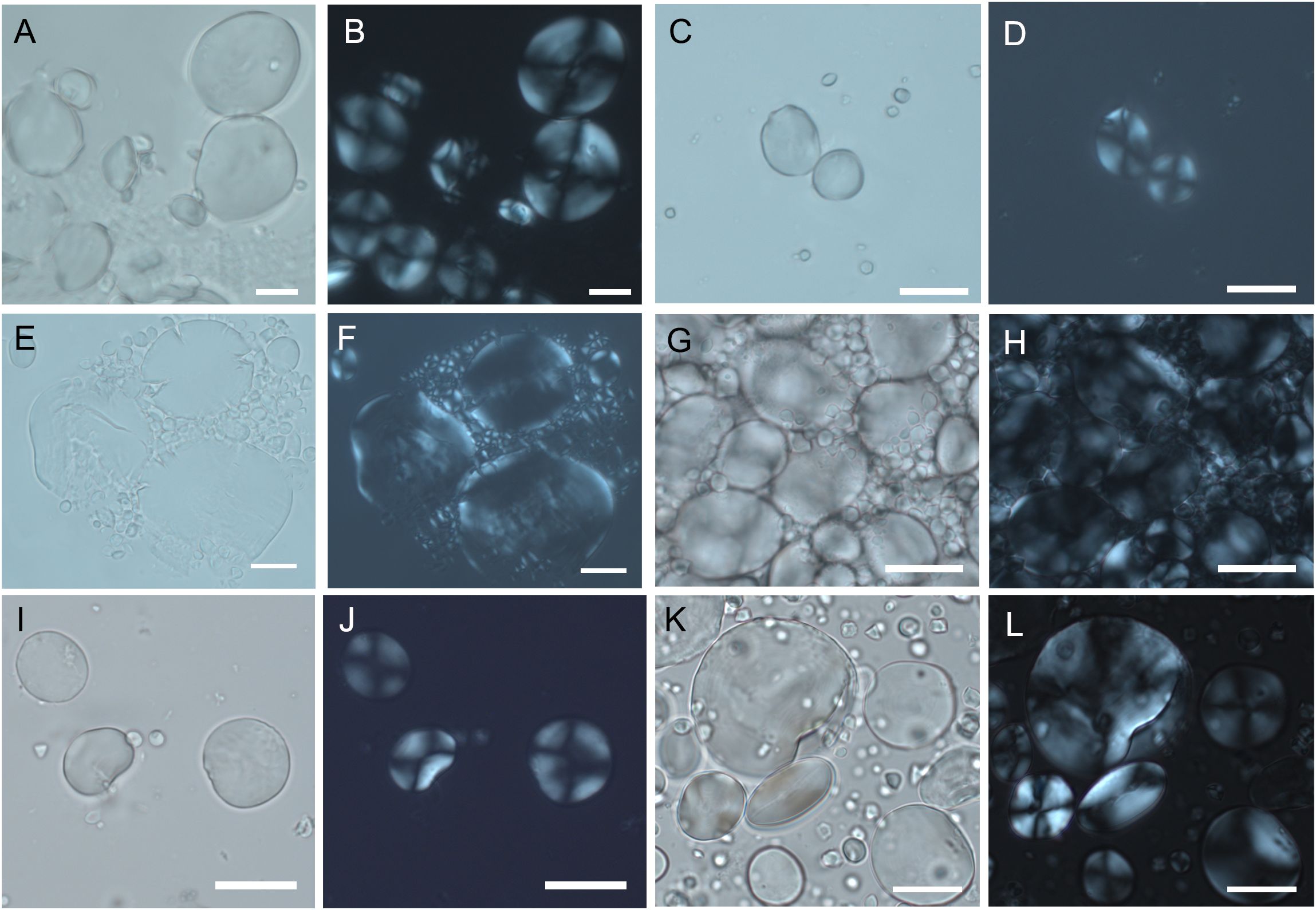Microscopic images of experimental starch grains from Triticeae species. Panels A, C, E, G, and I show brightfield views, while B, D, F, H, J, and L display darkfield views. Scale bars are visible in all images.