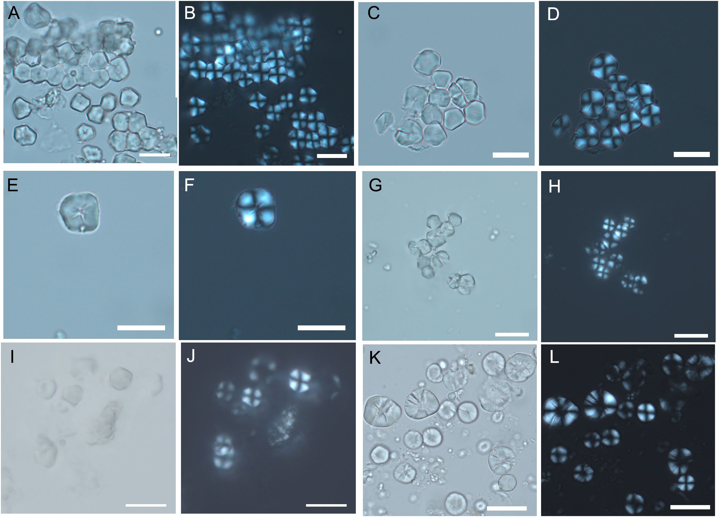 Microscopic images of experimental starch grains from Paniceae and Andropogoneae species. Panels A, C, E, G, I, and K are in bright field. Panels B, D, F, H, J, and L are in dark field. Each image has a scale bar indicating size.