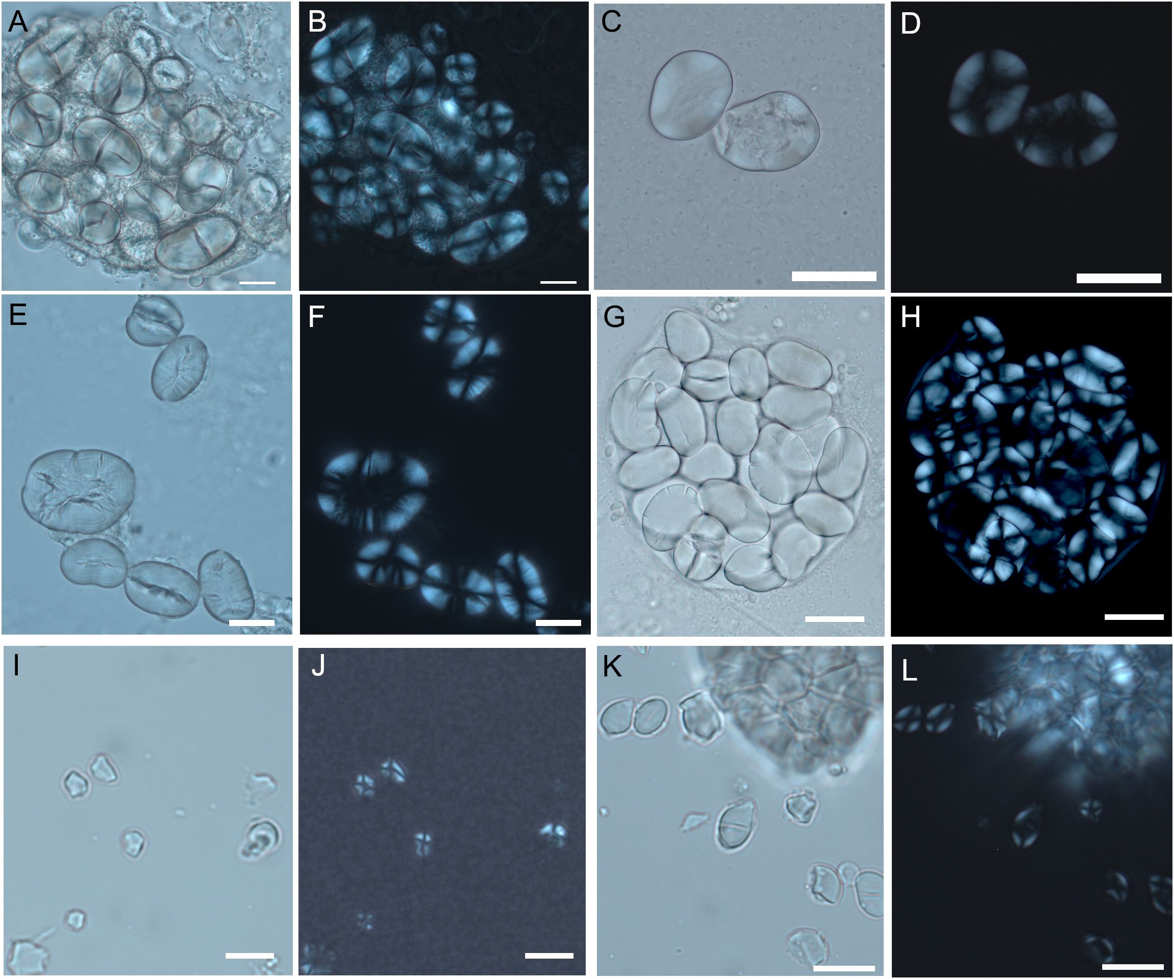 Microscopic images of experimental starch grains from Fabeae and Aveneae/Poeae species. Panels A, C, E, G, I, K are in bright field, while panels B, D, F, H, J, L are under fluorescent conditions. Each image has a scale bar indicating size.
