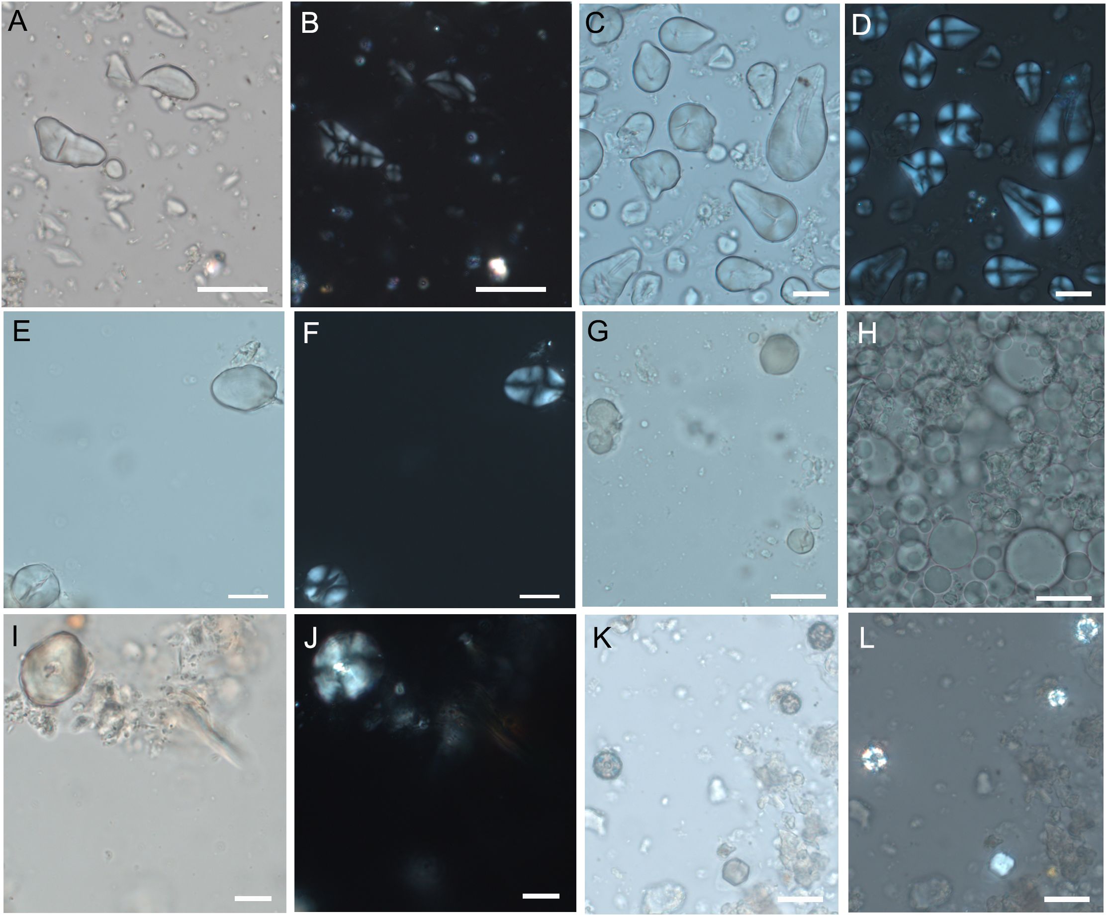 Microscopic images of experimental starch grains from wild fruits. Images alternate between bright-field and polarized light views. Scale bars are present for size reference.