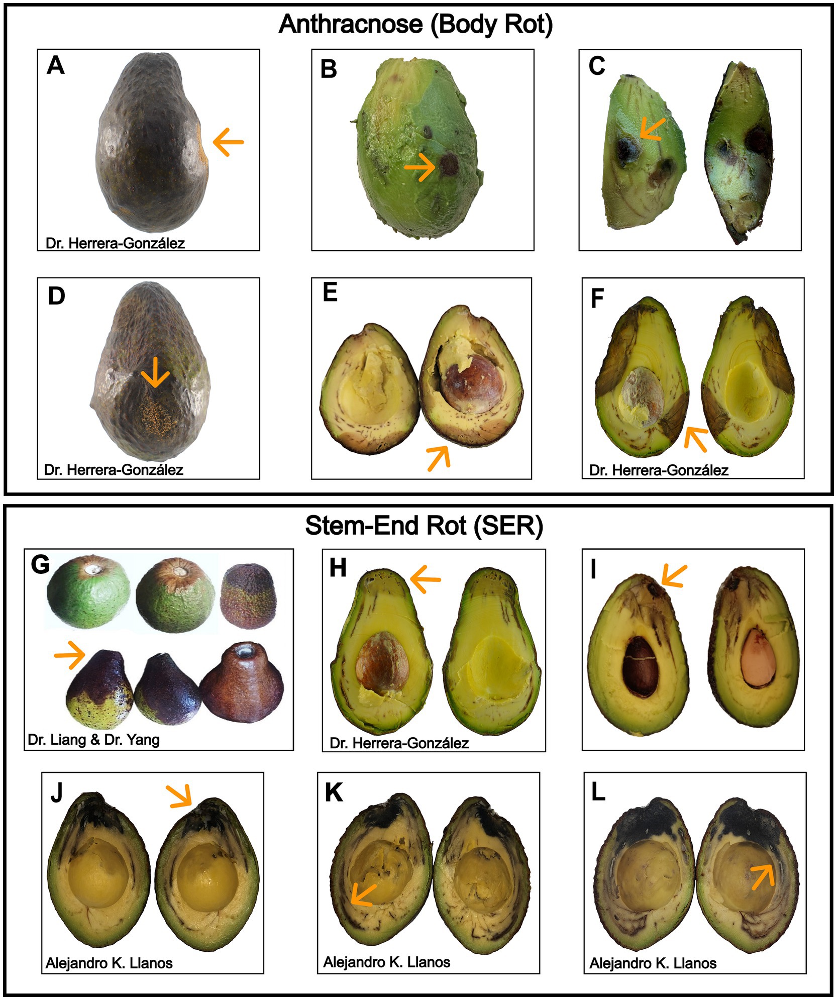 Avocado images show symptoms of two types of rot: anthracnose and stem-end rot. The anthracnose section (A-F) displays avocados with dark spots and decayed areas, both externally and internally. The stem-end rot section (G-L) features avocados with darkening and rot near the stem, visible both on the skin and inside when cut open. Orange arrows point to affected areas. Different researchers' names are labeled below some images.