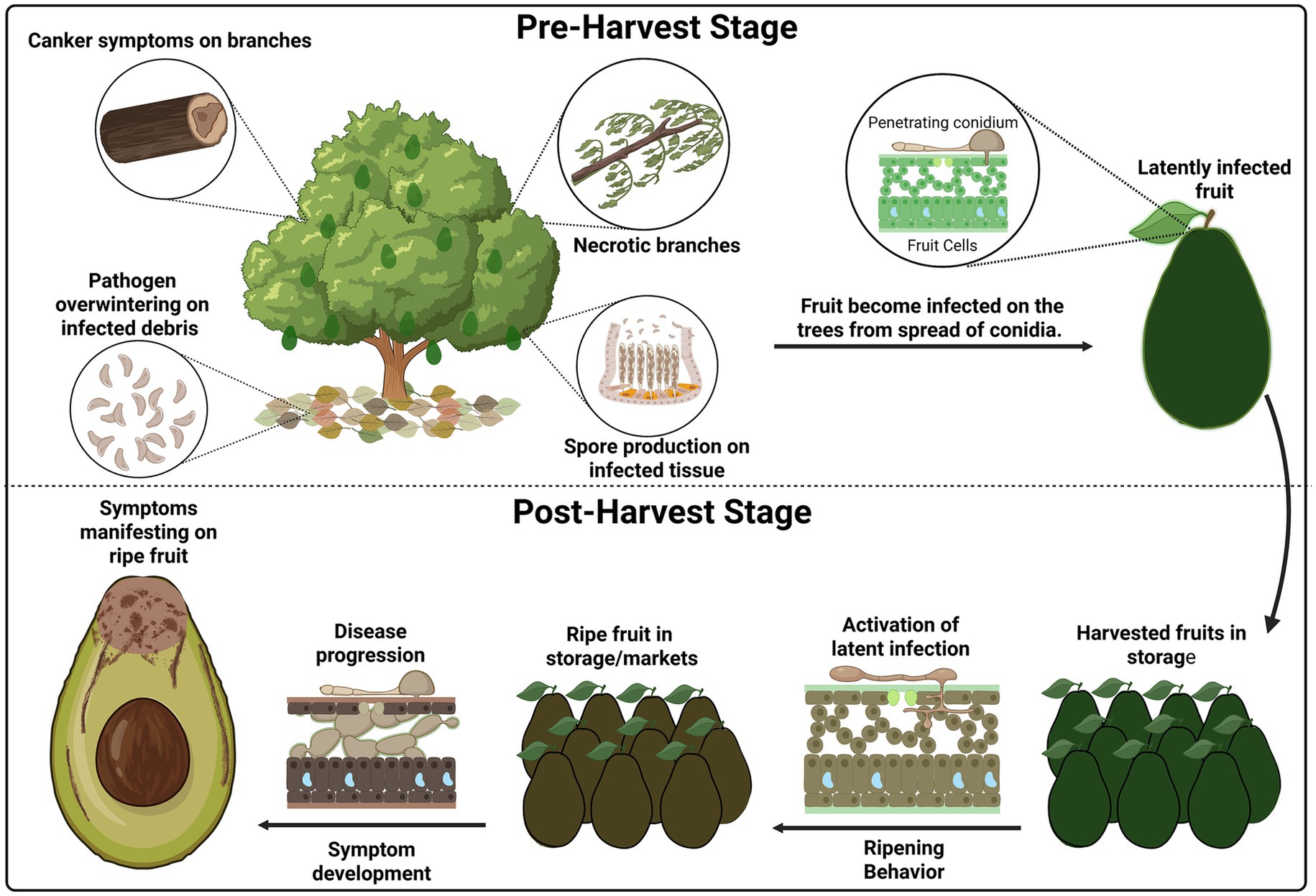 Diagram of disease progression in fruit trees. In the pre-harvest stage, canker symptoms appear on branches, necrotic branches form, pathogens overwinter on debris, and spores are produced on infected tissue. Conidia spread, infecting fruit, leading to latently infected fruit. In the post-harvest stage, symptoms manifest on ripe fruit, showing disease progression and symptom development. The ripening behavior involves activation of latent infection during storage, affecting market storage conditions.