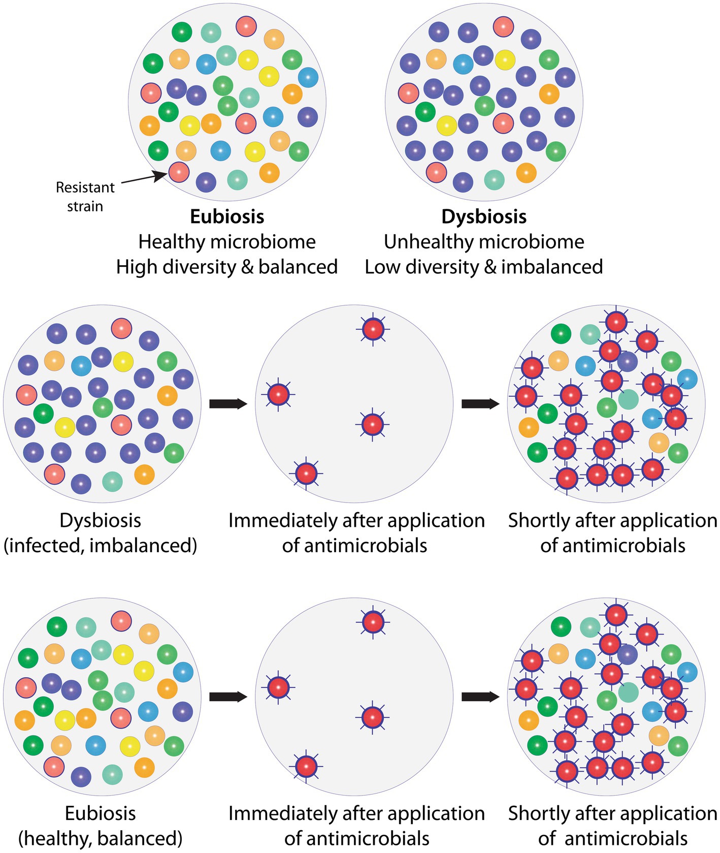 Diagram illustrating the effects of antimicrobials on a dysbiotic and an eubiotic microbiome. Eubiosis is associated with high species diversity, and dysbiosis with low species diversity (top row). Exposing both a dysbiotic (middle row) and an eubiotic (bottom row) microbiome to antimicrobials results in removing sensitive strains and supporting resistant strains (AMR), which frequently are hypervirulent. Antimicrobials, therefore, independently of the initial state of the microbiome, induce a dysbiotic state with low diversity and high relative abundance of resistant strains. Antimicrobials, therefore, disrupt microbiomes and their ability to function.