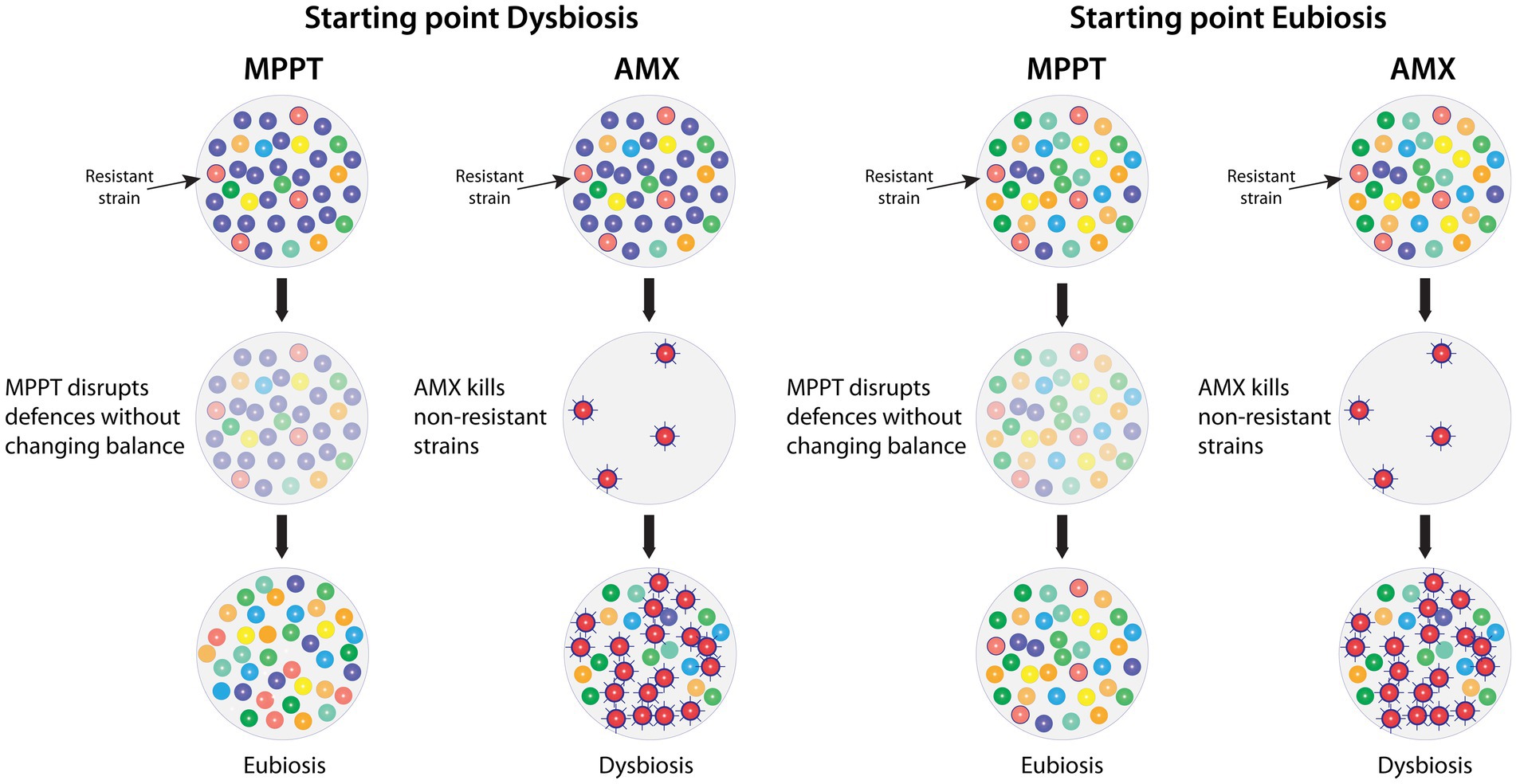 Diagram comparing the effects of MPPT and antimicrobials on microbiome health. Starting from a microbiome in dysbiosis (left two columns), MPPT disrupts microbial defences and, without directly affecting the balance, enables the immune system and the microbiome to establish the desired diversity and relative abundance to reach eubiosis. Instead, antimicrobials kill non-resistant strains and strengthen resistant strains, worsening the dysbiosis. Starting from eubiosis (right two columns), MPPT does not change the microbiome, allowing it to remain in its initial, eubiotic state. Conversely, antimicrobials in healthy microbiomes cause dysbiosis by removing sensitive strains, thereby reducing diversity and actively supporting resistant strains.
