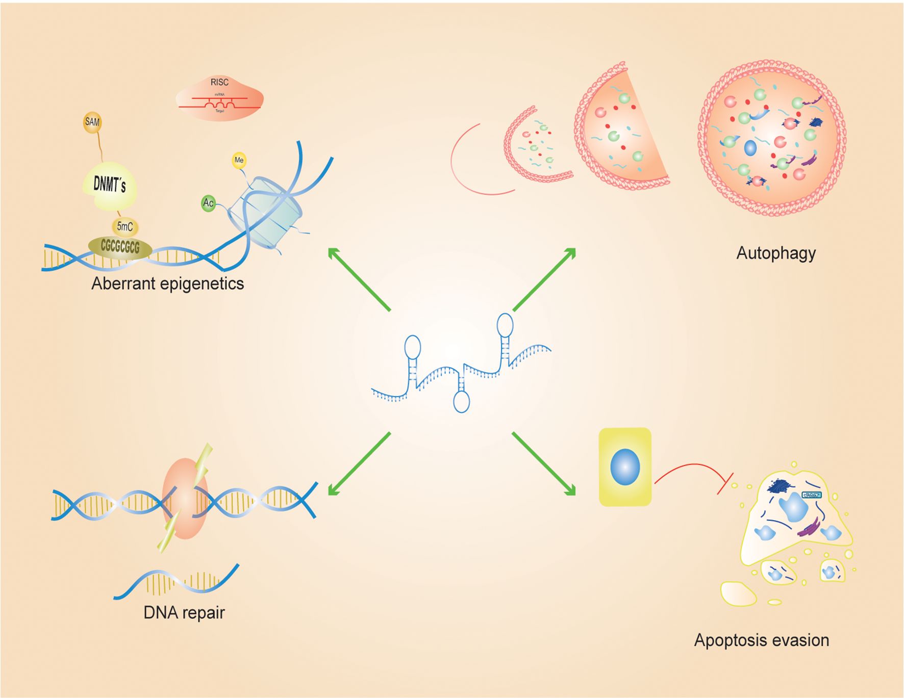 Diagram depicting mechanisms affecting DNA featuring aberrant epigenetics, DNA repair, autophagy, and apoptosis evasion. Green arrows connect these processes centrally to DNA, indicating interaction paths.