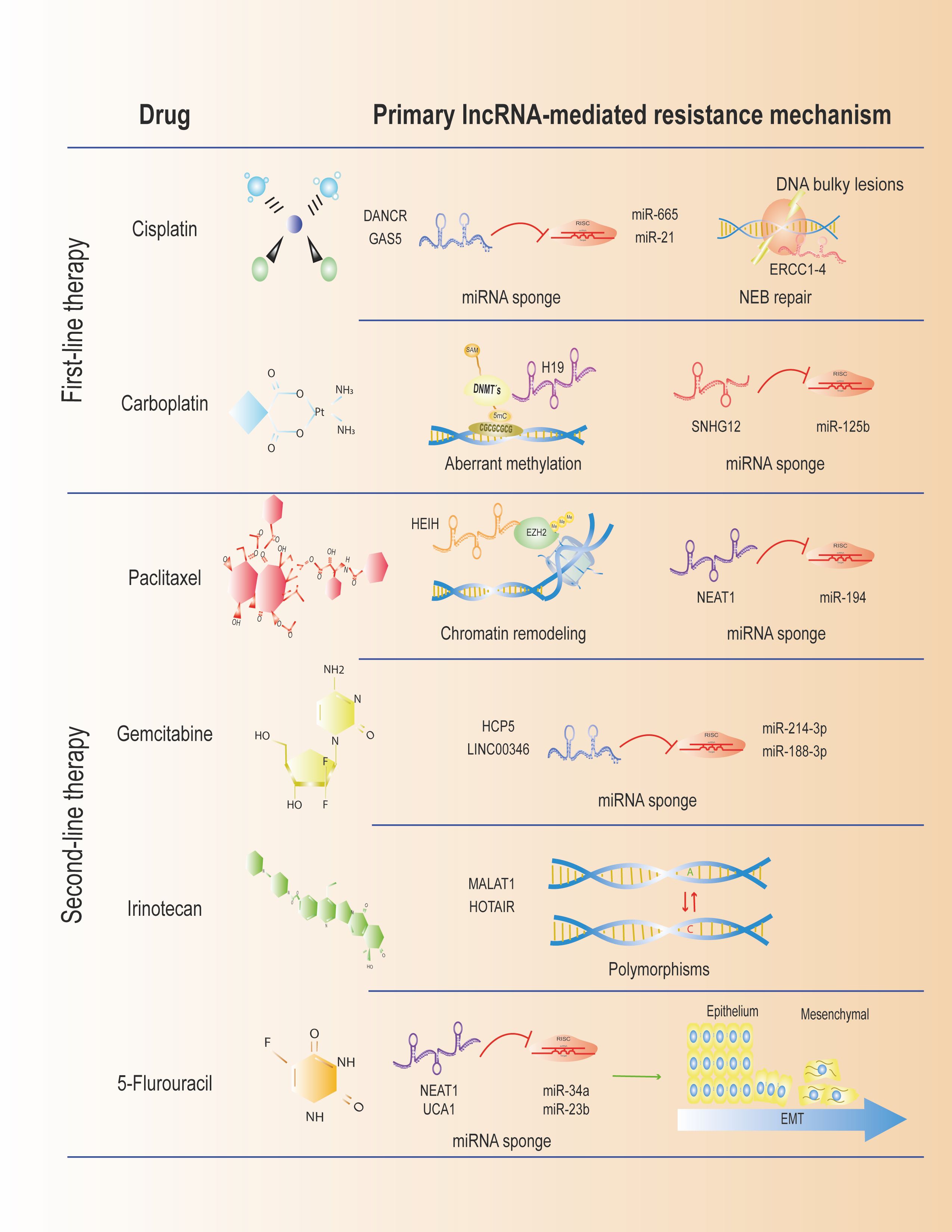 Chart detailing lncRNA-mediated resistance mechanisms for chemotherapy drugs. First-line therapies include cisplatin, carboplatin, and paclitaxel, associated with mechanisms like miRNA sponges and chromatin remodeling. Second-line therapies include gemcitabine, irinotecan, and 5-fluorouracil, linked to miRNA sponges, polymorphisms, and EMT. Various lncRNAs and miRNAs are involved in these processes.