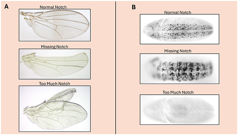 Panel A shows three images of insect wings with varying notch patterns: Normal Notch, Missing Notch, and Too Much Notch. Panel B displays grayscale images of corresponding notches on a different surface, highlighting the differences in density and pattern, labeled similarly as Normal Notch, Missing Notch, and Too Much Notch.