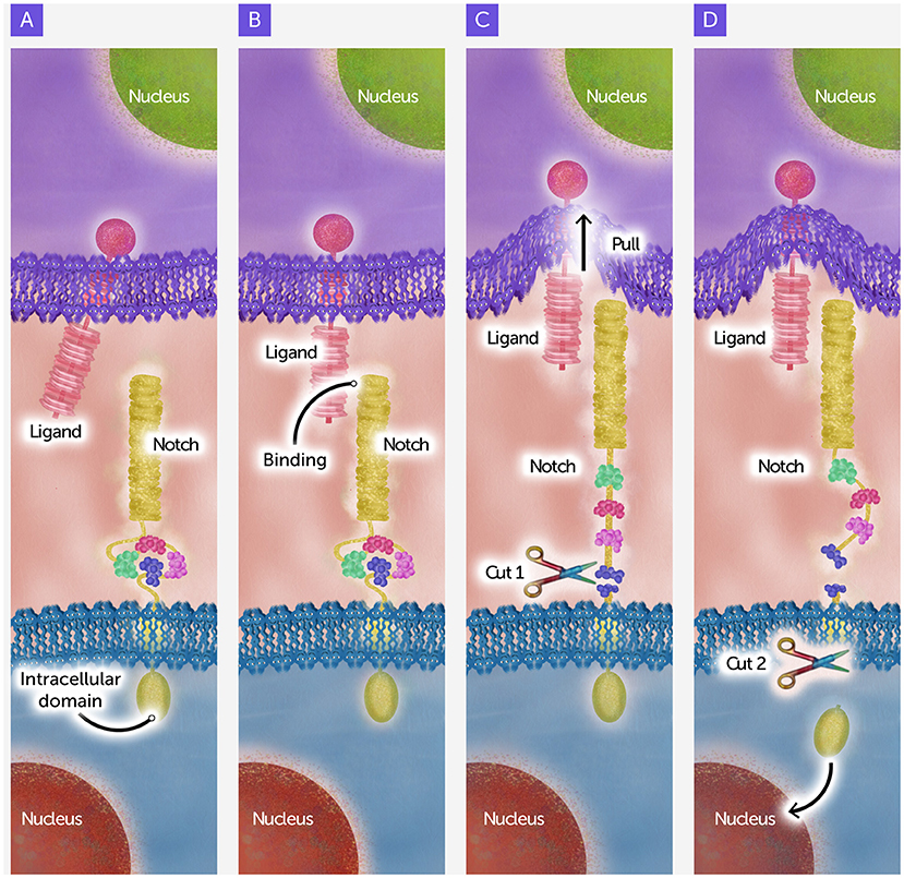 Diagram illustrating the Notch signaling pathway in four panels labeled A to D. Panel A shows a ligand and Notch receptor. Panel B depicts the ligand binding to Notch. Panel C indicates a pulling action and the first cut in the receptor. Panel D shows the second cut, releasing the intracellular domain into the nucleus.
