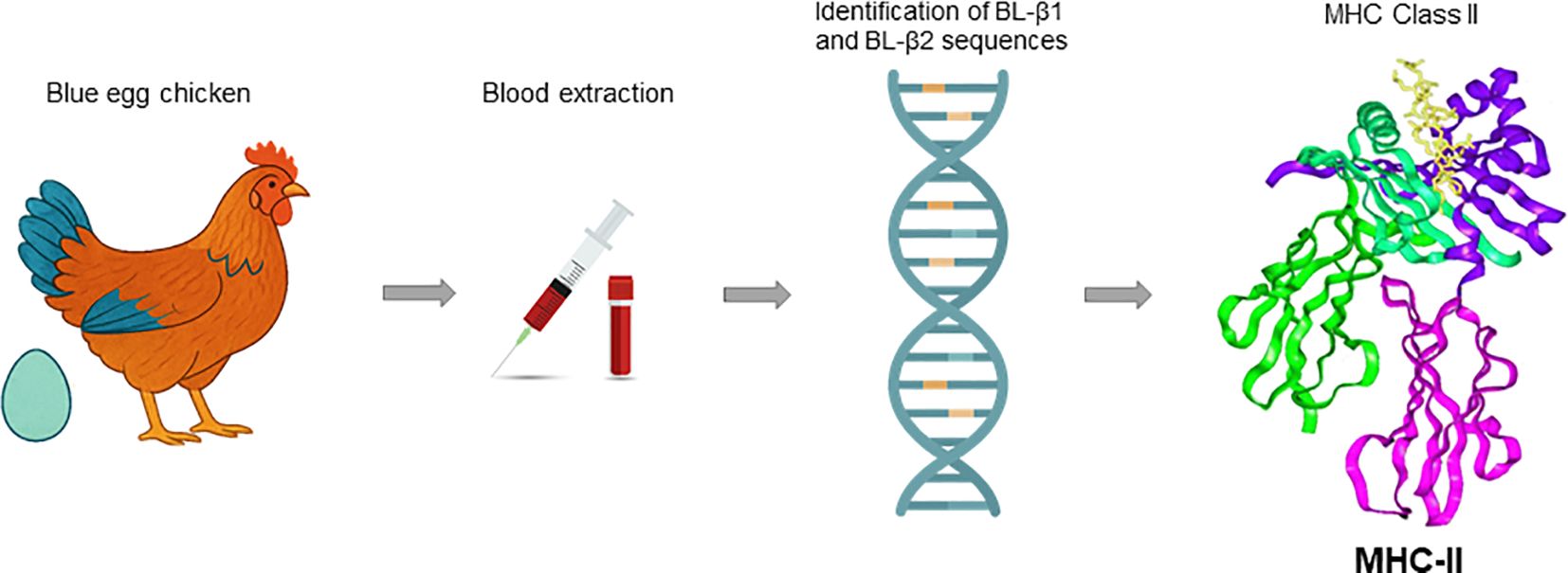 Diagram depicting a process from a blue egg chicken to MHC Class II identification. It shows a chicken and egg labeled “Blue egg chicken” on the left, followed by blood extraction with a syringe and vial, then DNA sequences labeled “Identification of BL-β1 and BL-β2 sequences,” and finally colorful structures labeled “MHC Class II.