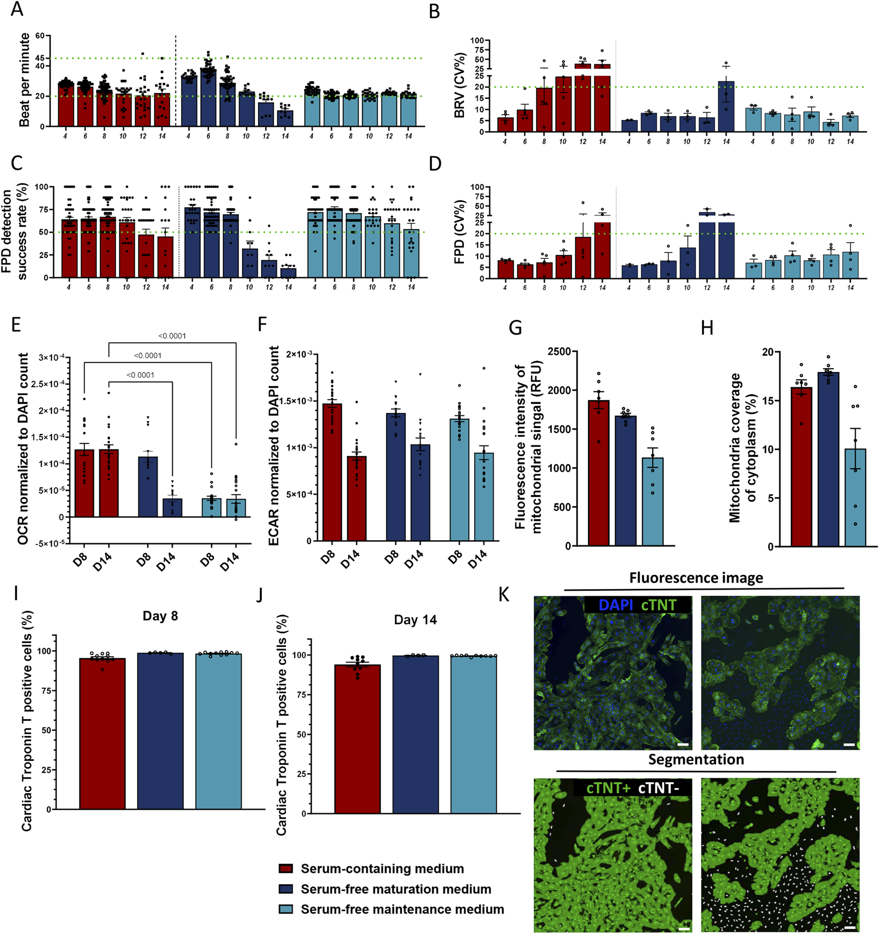 Bar charts (A-J) and fluorescence images (K) assess cardiac cell parameters across different media (serum-containing, serum-free maturation, serum-free maintenance). Charts measure metrics like beats per minute, fluorescence intensity, and mitochondrial coverage over two time points, day 8 and day 14. Significant differences are indicated in some charts. Fluorescence images (K) display mitochondrial and troponin markers with corresponding segmentations.