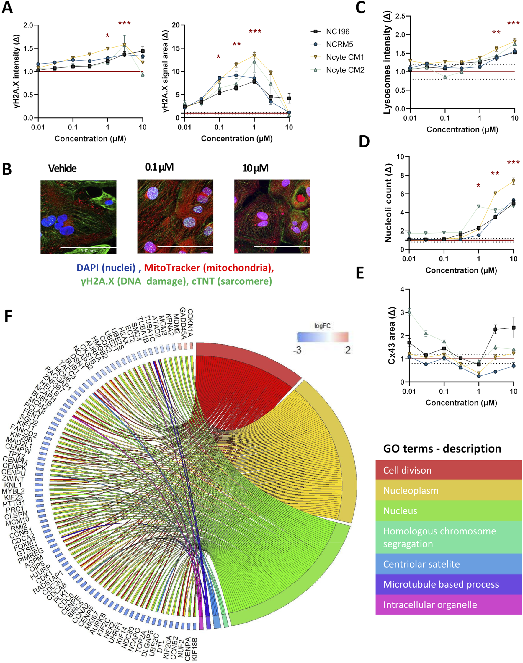 Graphs and images depict the effects of different concentrations of doxorubicin on various cell parameters. Panel A shows changes in γH2A.X intensity and signal area. Panel B displays cell images at different concentrations highlighting nuclei, mitochondria, DNA damage, and sarcomere. Panels C, D, and E illustrate lysosomes intensity, nucleoli count, and Cx-43 area changes. Panel F presents a circular visualization of gene ontology terms related to cell processes like cell division and nucleus function. A color-coded key identifies terms in shades from red to green.