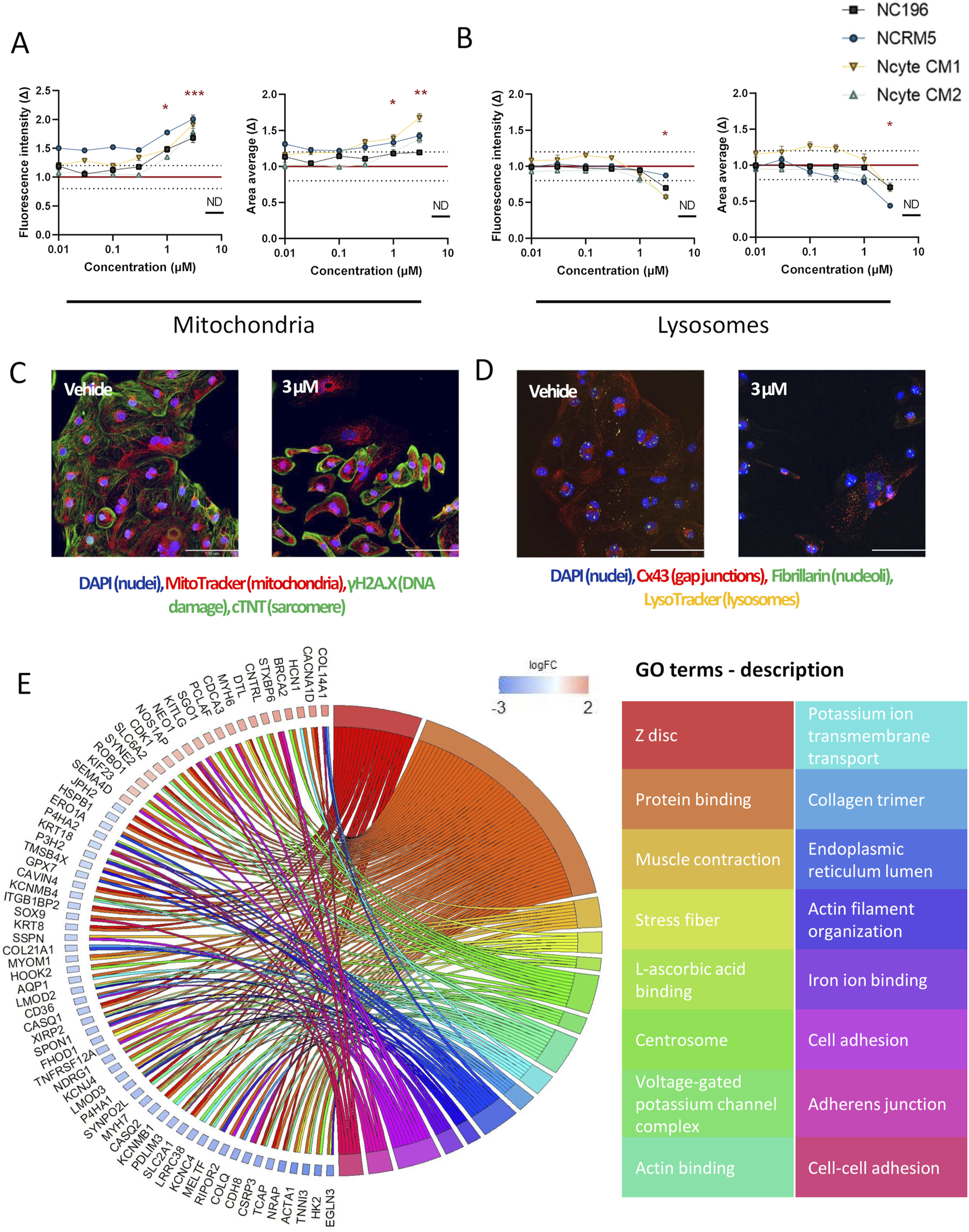 Graphs, images, and a chord diagram depicting cellular and molecular analysis of amiodarone induced toxicity. A Line graphs showing fluorescence intensity and area average of mitochondria at varying concentrations, with distinct cell lines labeled. Some levels are not detectable (ND). B Similar analysis for lysosomes. C Fluorescent microscopy images comparing mitochondrial and DNA damage markers between vehicle and 3 µM amiodarone treatment. D Similar microscopy images for lysosomes. E Chord diagram showing gene ontology (GO) terms with color-coded pathways and gene associations, with a legend explaining each term.