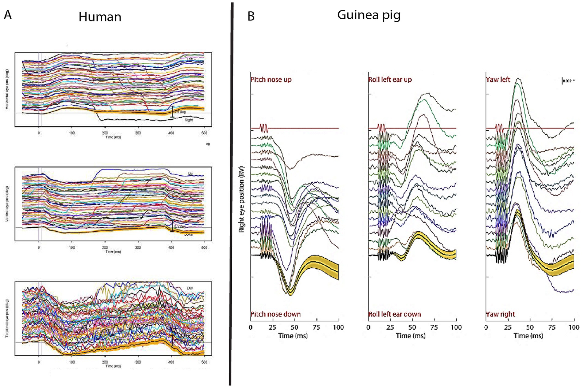 Graphs comparing eye movement responses in humans and guinea pigs. Panel A shows horizontal, vertical, and torsional eye positions in humans over time, with multiple overlapping traces. Panel B displays right eye position responses in guinea pigs for pitch, roll, and yaw movements, with separate graphs for different orientations.