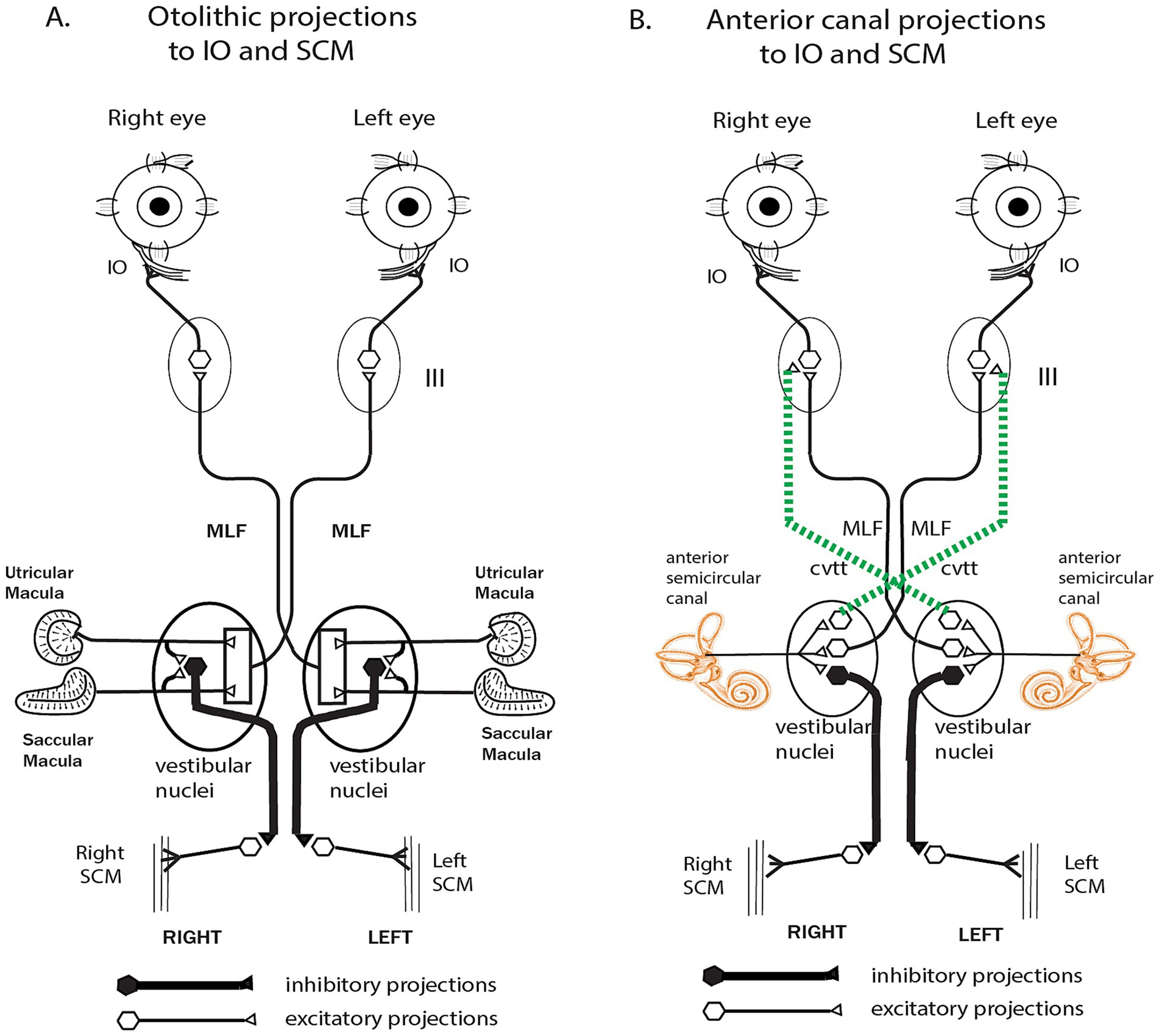 Diagram illustrating two types of neural projections to the inferior oblique (IO) and sternocleidomastoid (SCM). Panel A shows otolithic projections with inhibitory and excitatory pathways from the utricular and saccular macula to the vestibular nuclei. Panel B details anterior canal projections involving the anterior semicircular canal, exhibiting similar inhibitory and excitatory pathways, with additional annotations for cvtt (crossed vertical translational tract). Both panels highlight the medial longitudinal fasciculus (MLF) and pathways to the eyes and SCM.