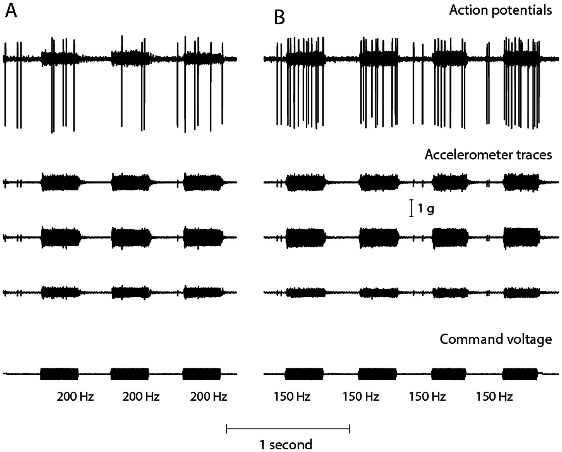 Graphs labeled A and B display data on action potentials, accelerometer traces, and command voltage over time. Each section shows distinct traces, with frequencies noted below: A at 200 Hz and B at 150 Hz. A 1-second scale bar is included for reference.