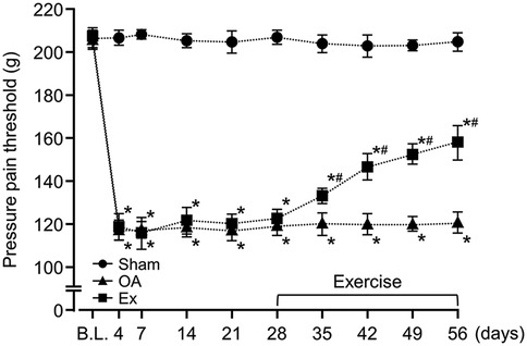 Line graph showing pressure pain threshold over 56 days, divided into Sham, OA, and Ex groups. Sham remains stable around 210 grams. OA drops near 120 grams, staying flat. Ex initially decreases, then rises sharply during exercise, reaching around 160 grams. Asterisks and hashes indicate statistical significance.