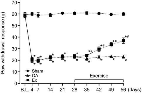 Line graph showing paw withdrawal response in grams over 56 days for three conditions: Sham (circles), OA (triangles), and Ex (squares). Sham remains near 60 grams, OA stays around 20 grams, and Ex increases from about 20 to 40 grams post-28 days. Significant differences are marked by asterisks and pound signs.