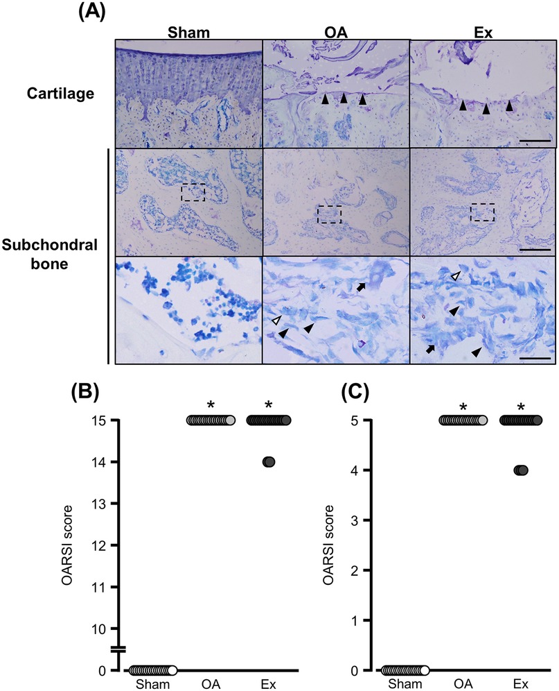 Histological images and graphs display cartilage and subchondral bone conditions in three groups: Sham, OA, and Ex. Panel A shows sections with varying cartilage degradation and subchondral bone changes. Panels B and C present OARSI scores, with OA and Ex groups showing significantly higher scores than Sham, indicated by asterisks.