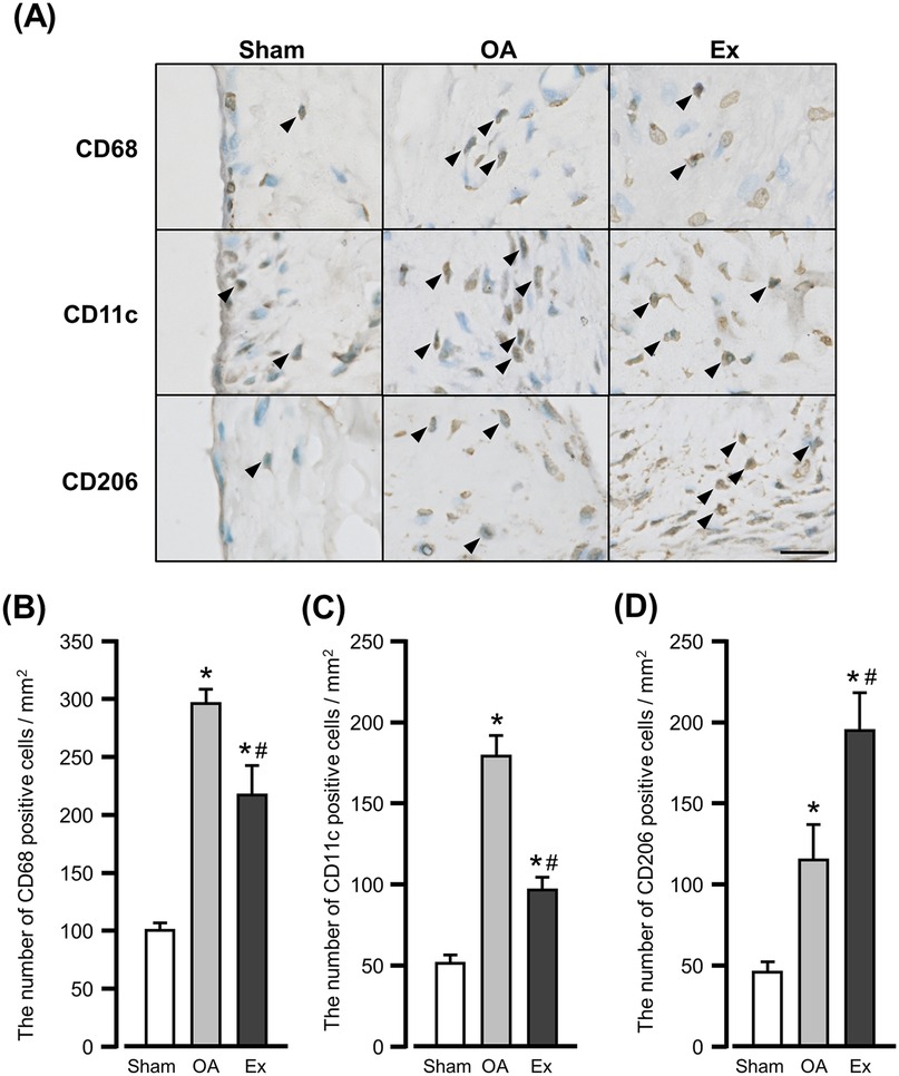 Panel A shows microscopic images of CD68, CD11c, and CD206 marker expressions in three conditions: Sham, OA, and Ex, with arrowheads indicating positive cells. Panels B, C, and D are bar graphs showing the number of positive cells per square millimeter for each marker. CD68, CD11c, and CD206 expression levels are significantly higher in the OA and Ex groups compared with the Sham group. Moreover, Ex shows significantly lower levels than OA for CD68 and CD11c, but significantly higher levels than OA for CD206.