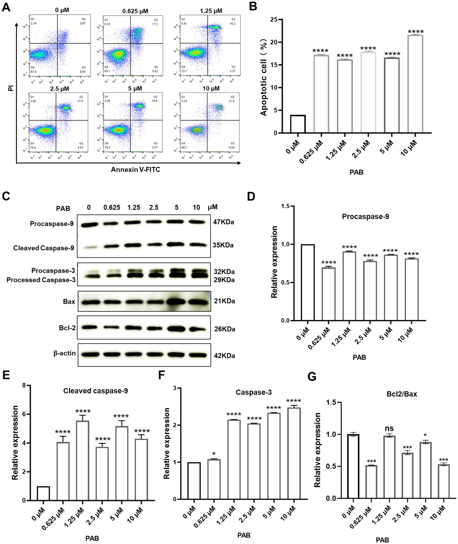 Flow cytometry panels (A) show apoptotic cell populations with varying PAB concentrations. Bar graph (B) displays apoptotic percentage increase with PAB. Western blots (C) depict protein expression levels related to apoptosis. Bar graphs (D-G) present relative expression levels of procaspase-9, cleaved caspase-9, caspase-3, and Bcl2/Bax ratio, denoting PAB's effect on apoptosis pathways. Statistical significance is indicated with asterisks.