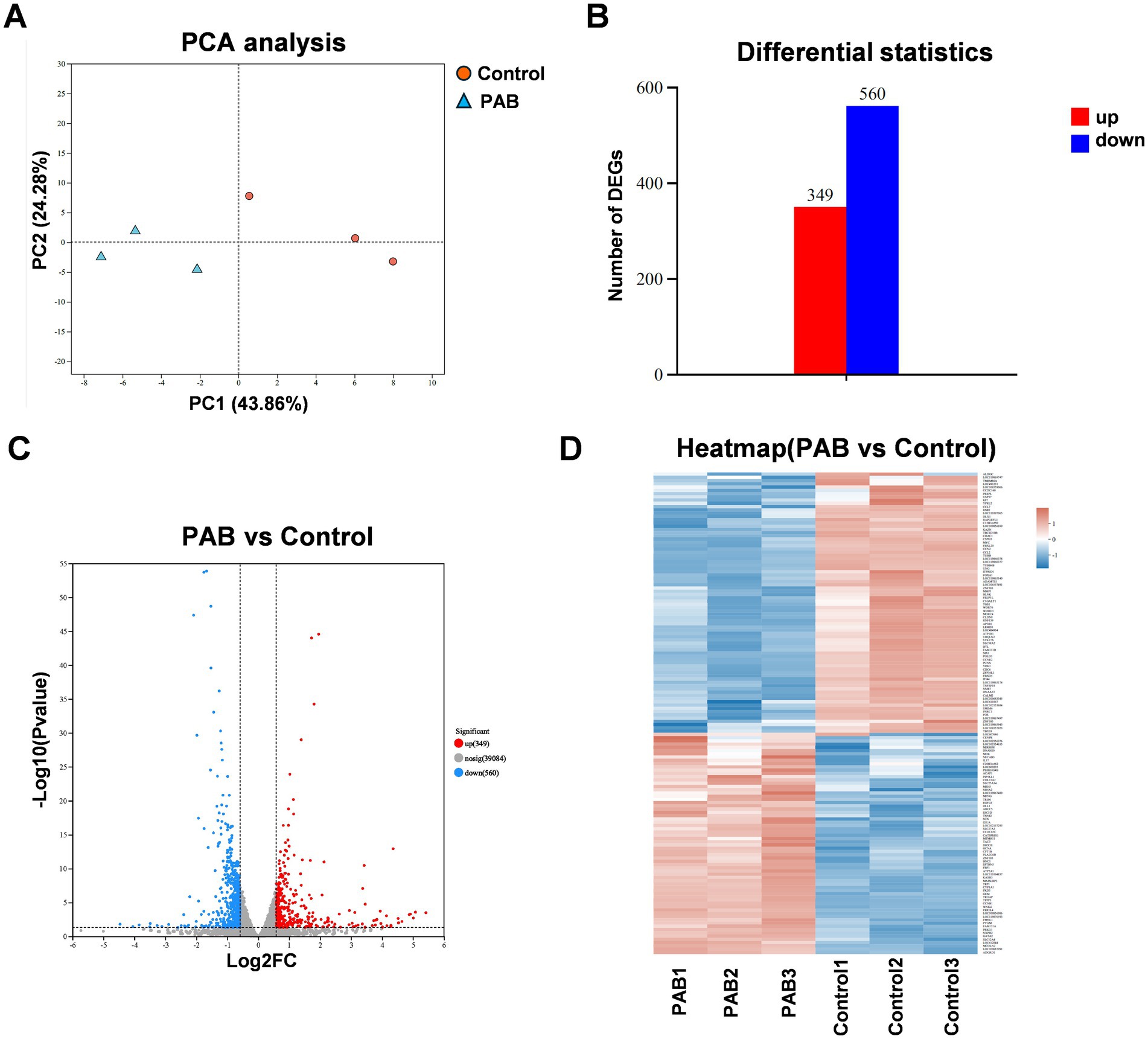 Panel A shows a PCA plot with control and PAB groups. Panel B displays a bar graph of differential statistics with 349 upregulated and 560 downregulated genes. Panel C is a volcano plot illustrating PAB versus control significance. Panel D presents a heatmap comparing gene expression across PAB and control groups, showing variations in expression levels.
