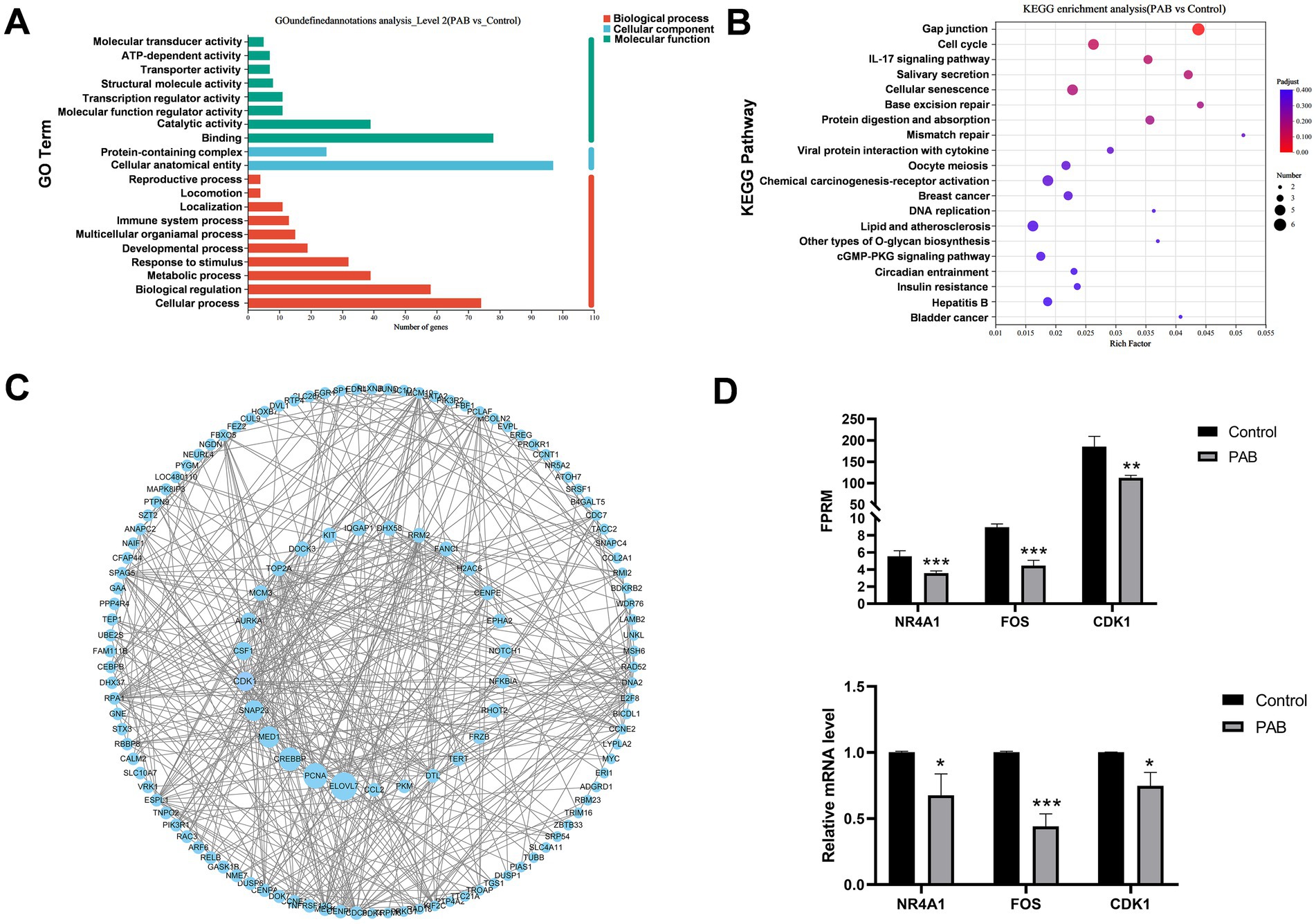 Image contains four panels. A: Bar chart showing gene ontology analysis with categories: molecular function, cellular component, and biological process. B: Bubble plot of KEGG pathway enrichment analysis, highlighting pathways like gap junction and cell cycle. C: Network diagram of gene interactions, labeled with gene names. D: Two bar graphs, one showing FPKM levels for NR4A1, FOS, and CDK1 in control vs PAB, and another showing relative mRNA levels, indicating significant differences.