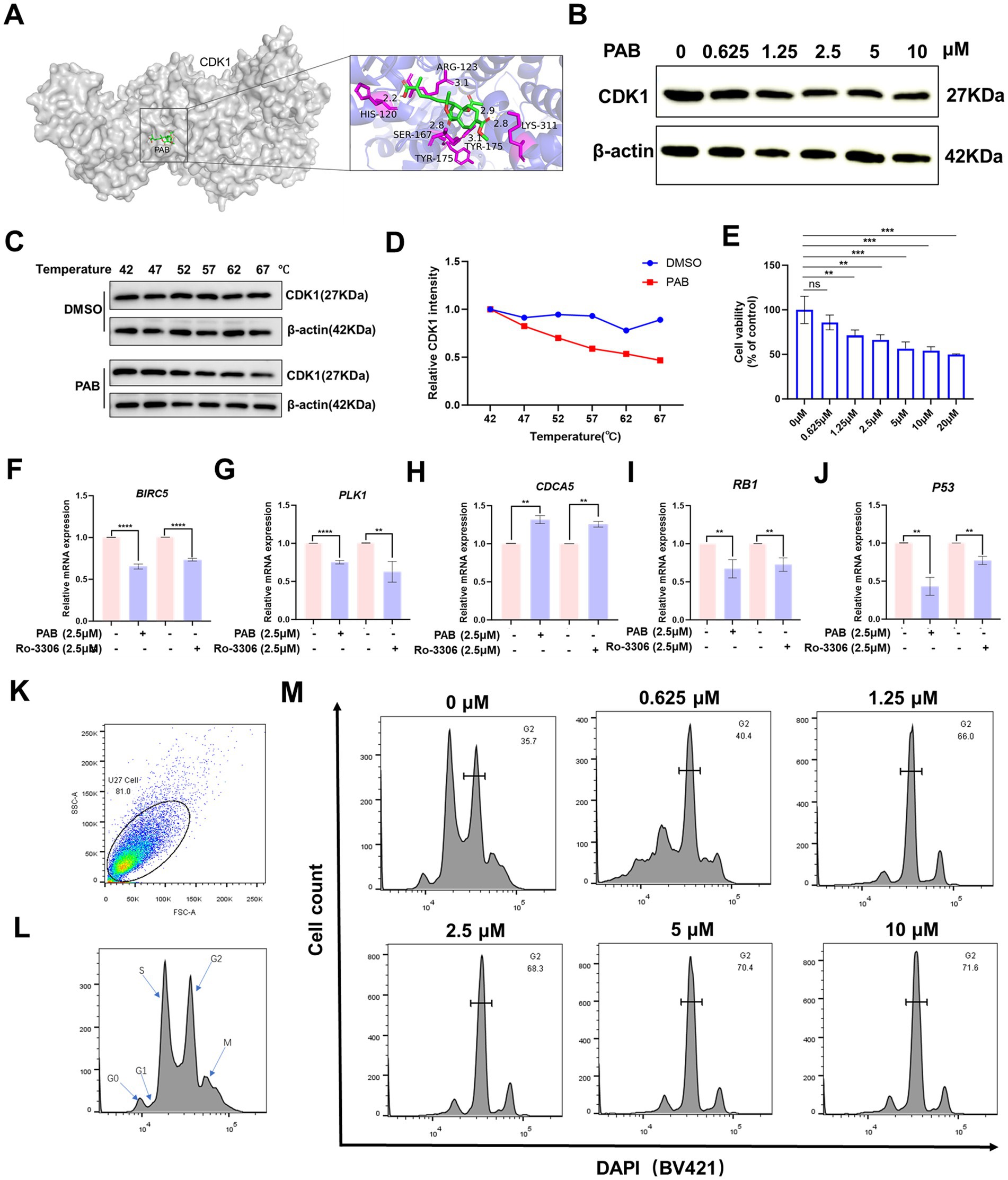 Composite image presenting various scientific analyses: A) Molecular illustration of CDK1 protein with highlighted amino acid interactions. B) Immunoblot showing CDK1 protein levels with increasing concentrations of PAB. C) Immunoblot illustrating CDK1 stability at different temperatures with DMSO vs. PAB treatment. D) Line graph of relative CDK1 intensity at varying temperatures. E) Bar graph of cell viability for different PAB concentrations. F-J) Bar graphs show mRNA expression levels of BIRC5, PLK1, CDCA5, RB1, and P53 with treatments. K) Flow cytometry dot plot. L) Cell cycle distribution histogram. M) DAPI-stained cell cycle analysis histograms at different PAB concentrations.