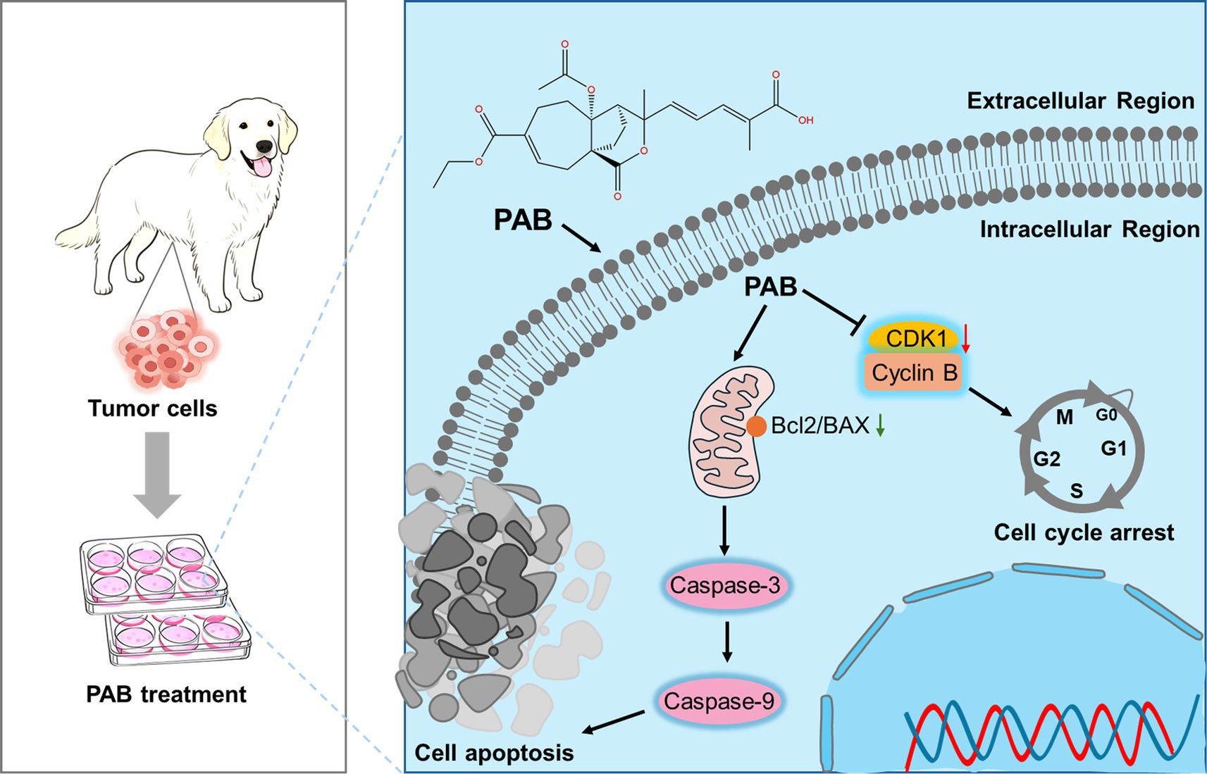 Illustration showing the process of PAB treatment on tumor cells. A dog represents the source of tumor cells, which are then exposed to PAB. The chemical structure of PAB is depicted. PAB interacts with the cell membrane, leading to BAX activation in mitochondria, which triggers caspase-3 and caspase-9, resulting in cell apoptosis. Additionally, PAB influences the cell cycle by inhibiting CDK1 and cyclin B, causing cell cycle arrest. Extracellular and intracellular regions are labeled, with a diagram of the cell cycle phases (G0, G1, S, G2, M) indicating the arrest point.