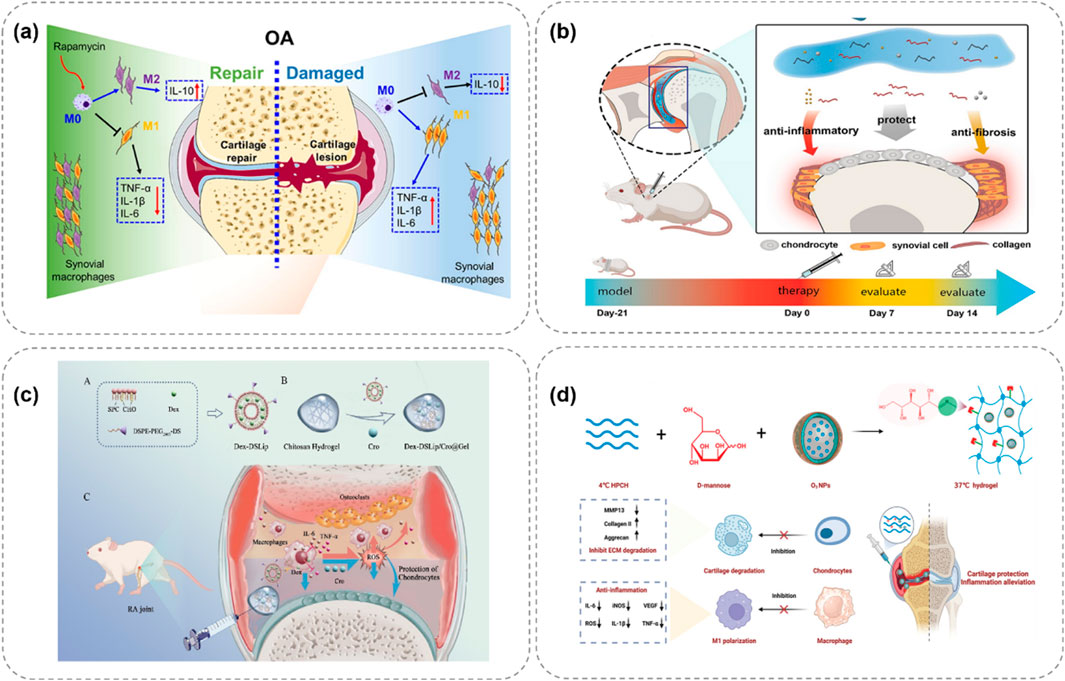 Illustrations showing various models for osteoarthritis and rheumatoid arthritis treatment and evaluation. (a) Depicts macrophage polarization in cartilage repair. (b) Shows a mouse model timeline for therapy and evaluation, highlighting anti-inflammatory and anti-fibrosis strategies. (c) Details a drug delivery system in an RA joint model using particles and hydrogels. (d) Describes a chemical formulation with D-mannose and nanoparticles for cartilage protection, emphasizing inhibition of ECM degradation and inflammation alleviation.