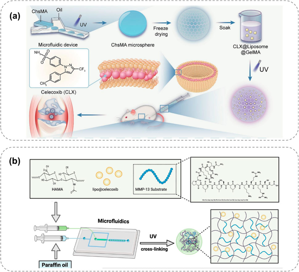 Diagram depicting a two-part process for drug delivery. (a) Shows ChsMA microsphere preparation using UV, freeze drying, and soaking, forming CLX-loaded liposomes, then injected into a mouse. (b) Illustrates microfluidics with HAMA, lipo@celecoxib, and MMP-13 substrate using paraffin oil and UV cross-linking for drug encapsulation.