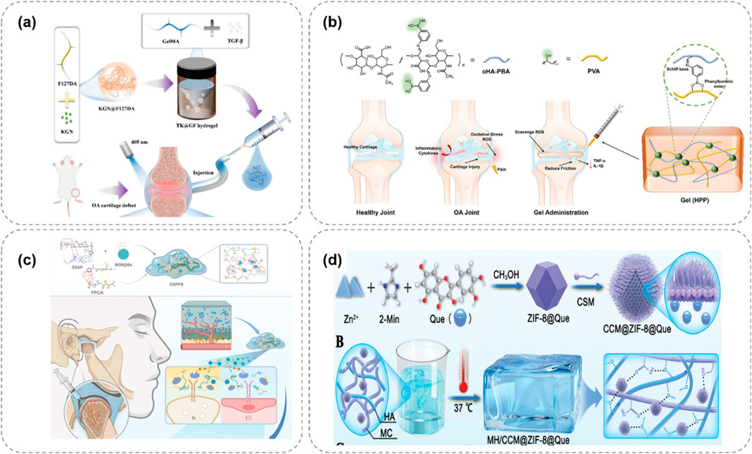 (a) Diagram of TK@GF hydrogel formation and injection for osteoarthritis treatment in a mouse model. (b) Chemical structure of oHA-PBA, its interaction in healthy vs osteoarthritis joints, and the role of the gel in reducing oxidative stress and inflammation. (c) Schematic of the formation and application of OSGPPS for drug delivery in the ear and brain regions, depicting injection and targeted areas. (d) Chemical components and process of forming MH/CCM@ZIF-8@Que gel, highlighting its microstructure and encapsulation for drug delivery.