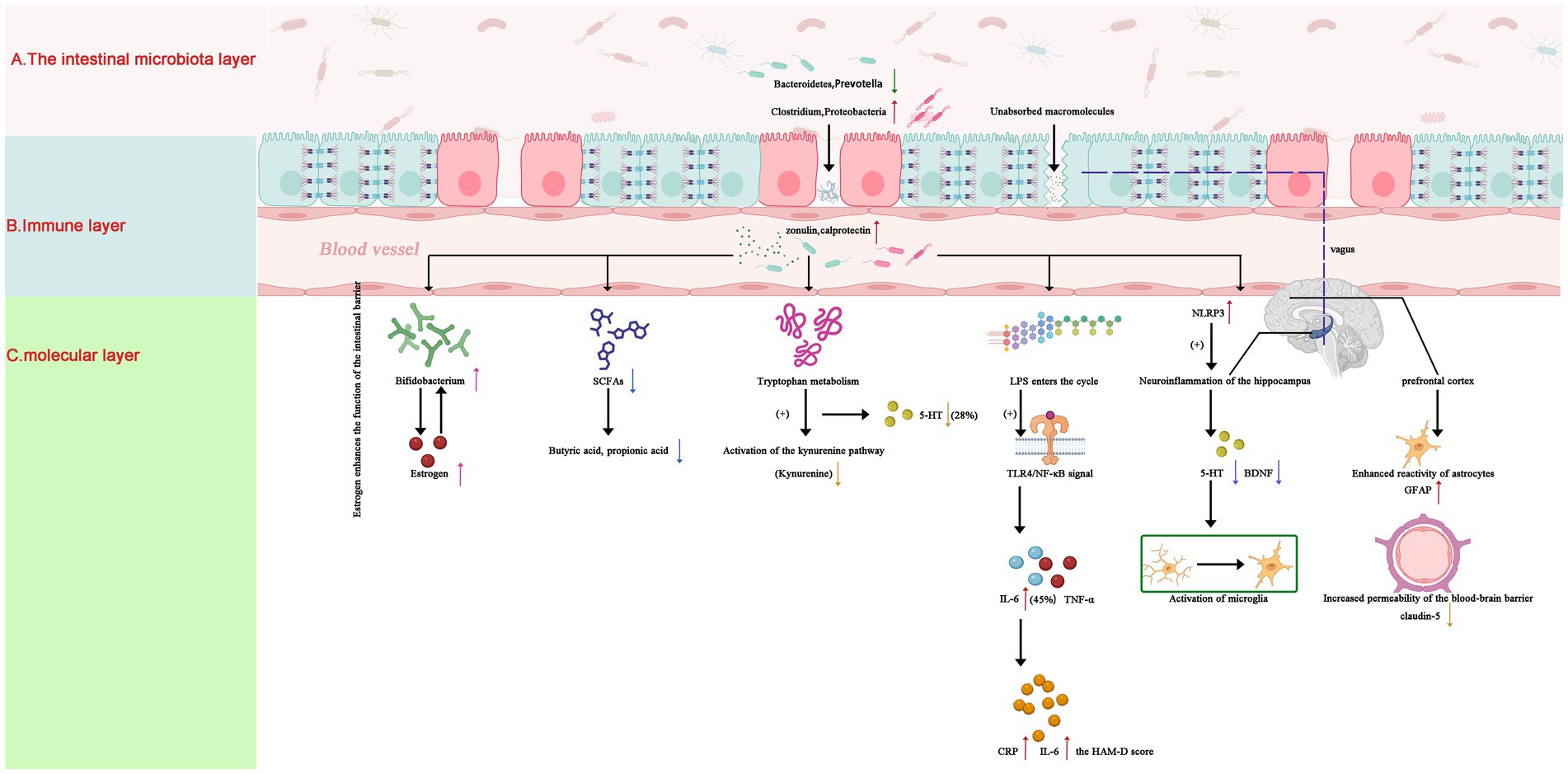 Diagram showing how estrogen enhances intestinal barrier function involving various biological processes. It depicts interactions between bacteria, estrogens, and metabolites like SCFAs and tryptophan. The diagram highlights pathways leading to neuroinflammation, microglia activation, and changes in neurotransmitters such as serotonin (5-HT) and BDNF. Elements include involvement of components like LPS, IL-6, TNF-α, and TLR4/NF-κB signaling affecting hippocampus and prefrontal cortex, resulting in brain inflammation and enhanced astrocyte reactivity.